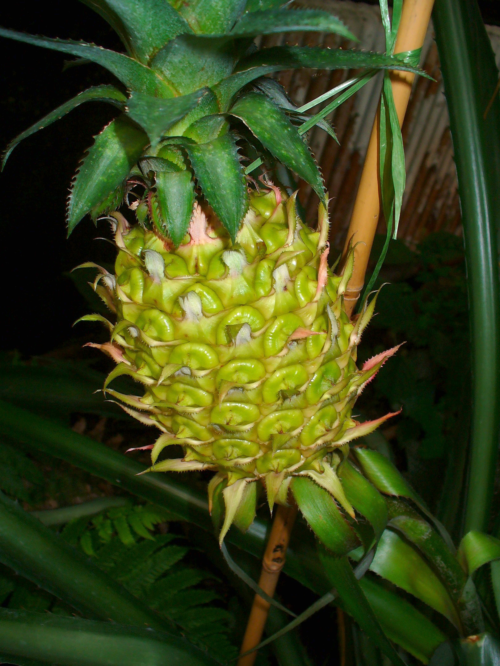 Ananas comosus 006