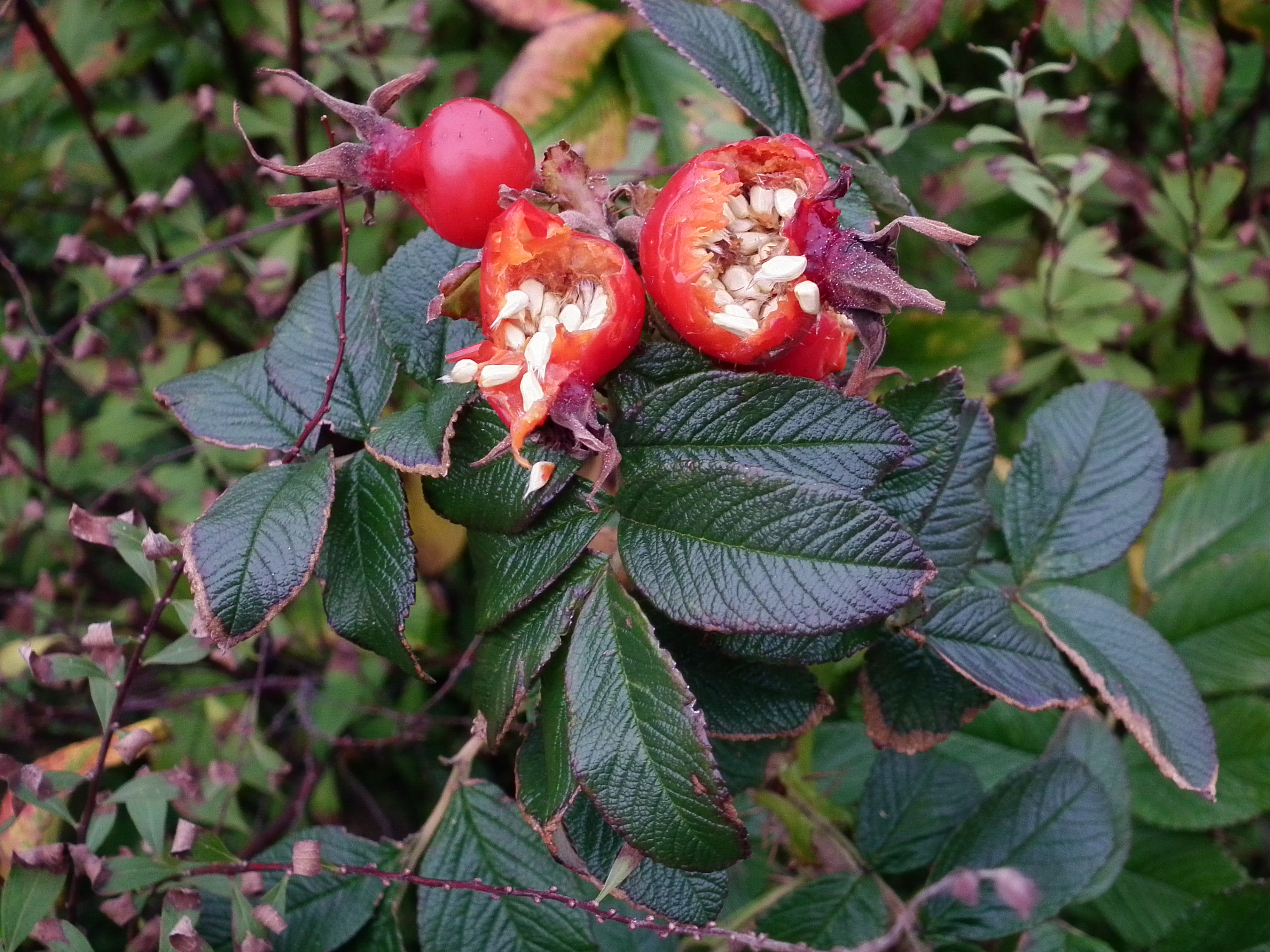 Angepickte Hagebutten Rosa rugosa