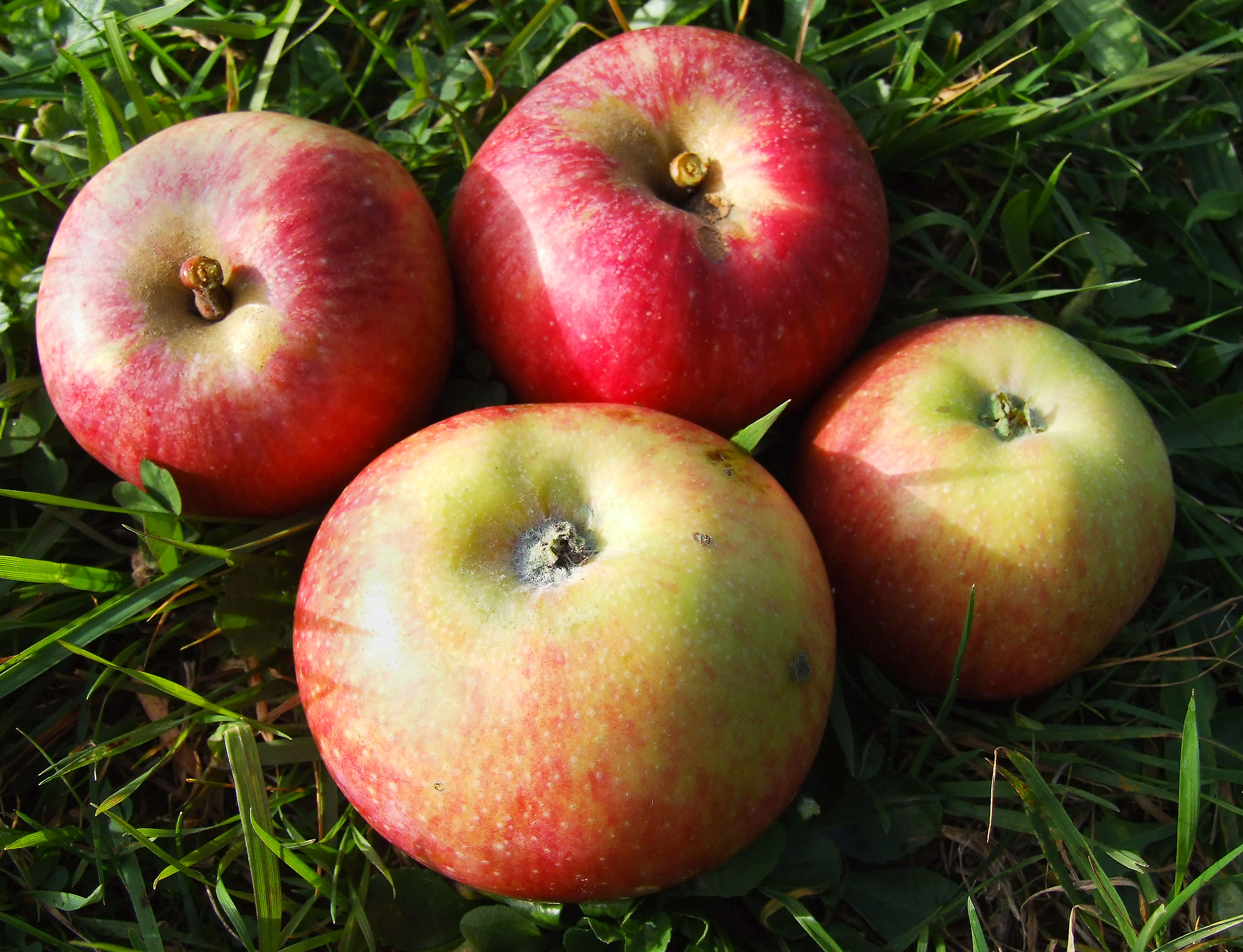 Apfel-Jakob Fischer