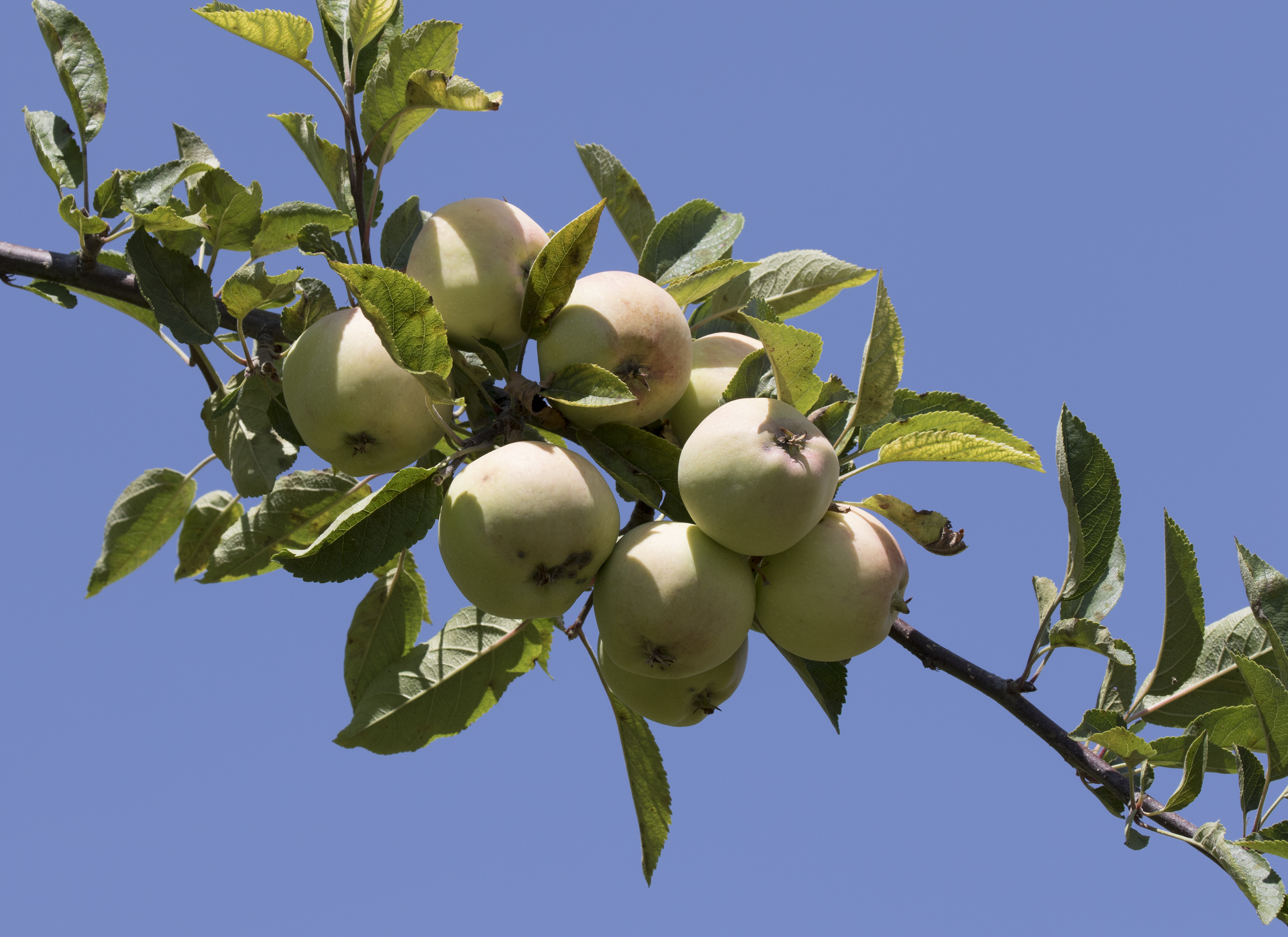 Apple Niğde - Niğde Elması 2017-08-05 02-1