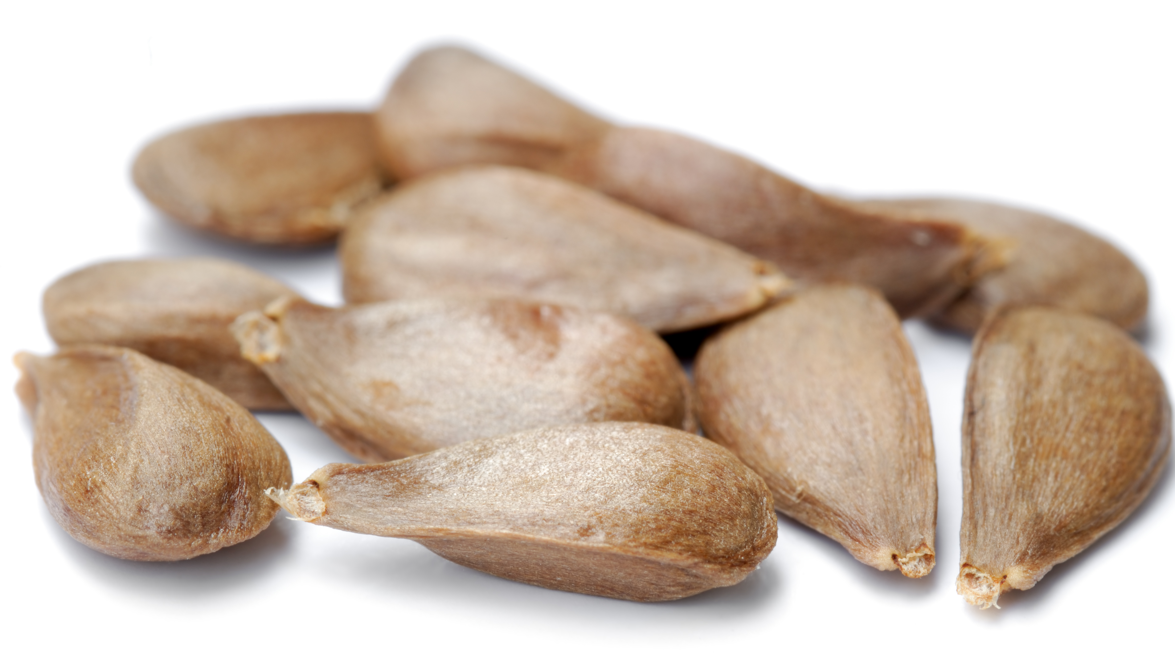 Apple seeds - variety Bismarckapfel (aka)