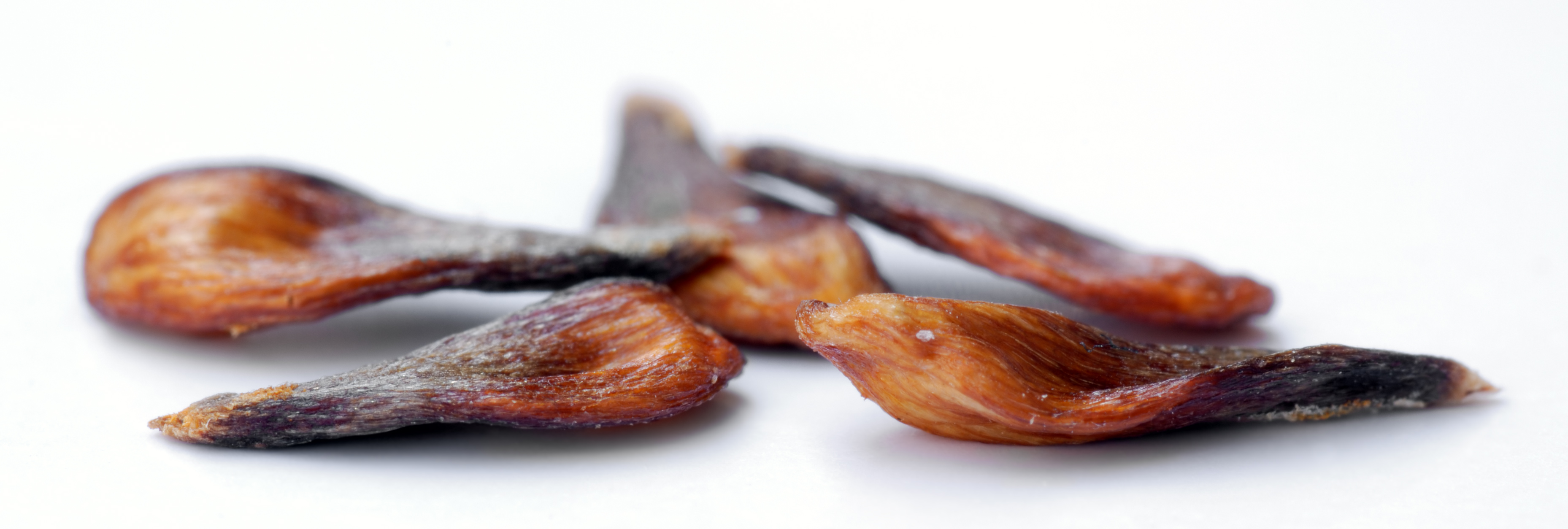 Apple seeds - variety Boskoop (aka)