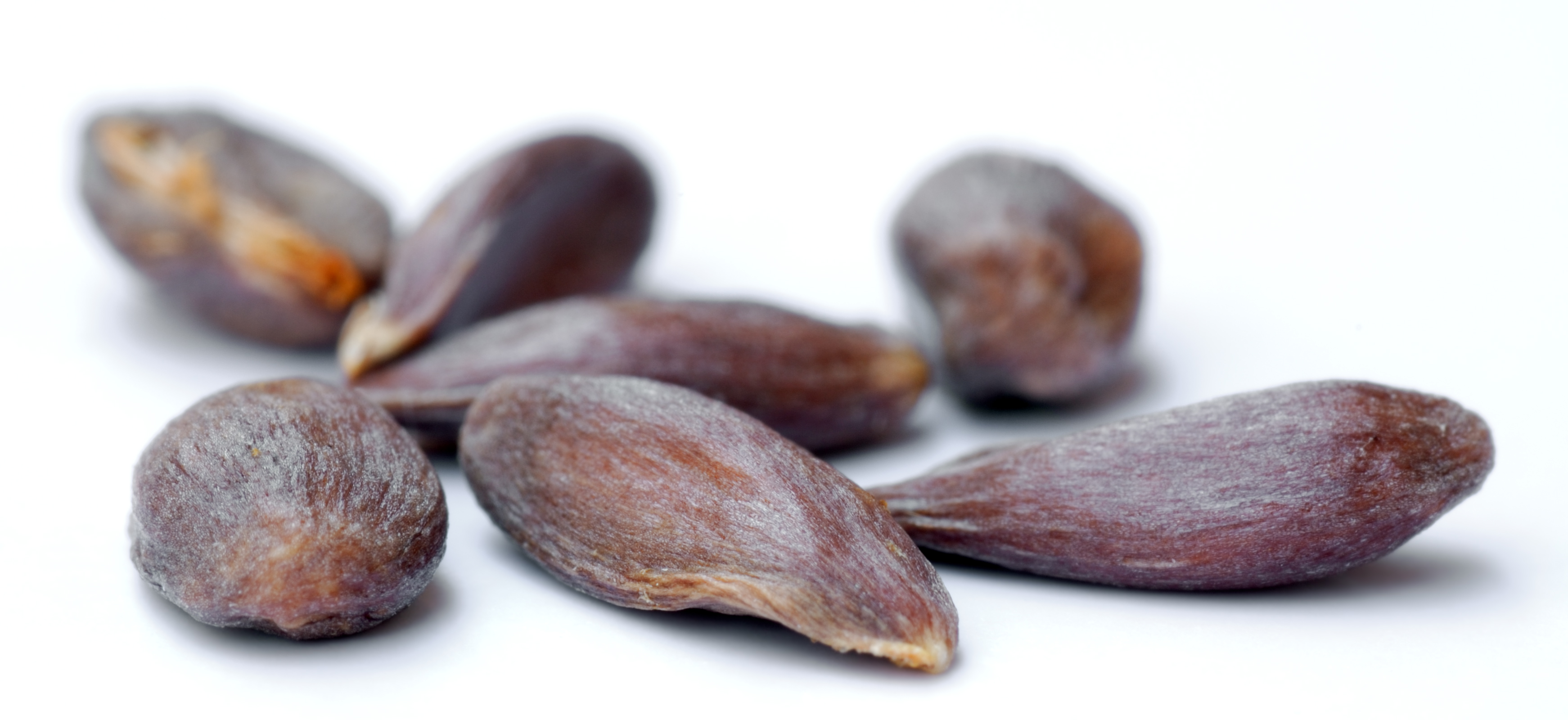 Apple seeds - variety Braeburn (aka)