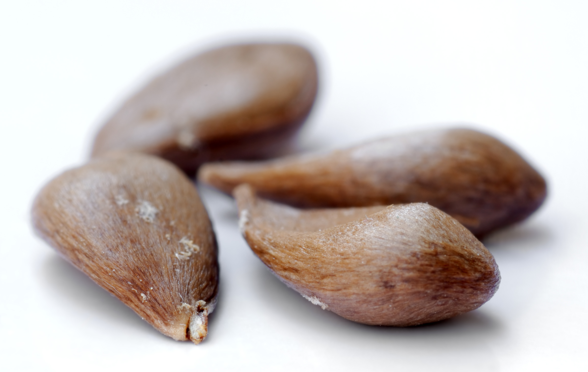 Apple seeds - variety Gala (aka)