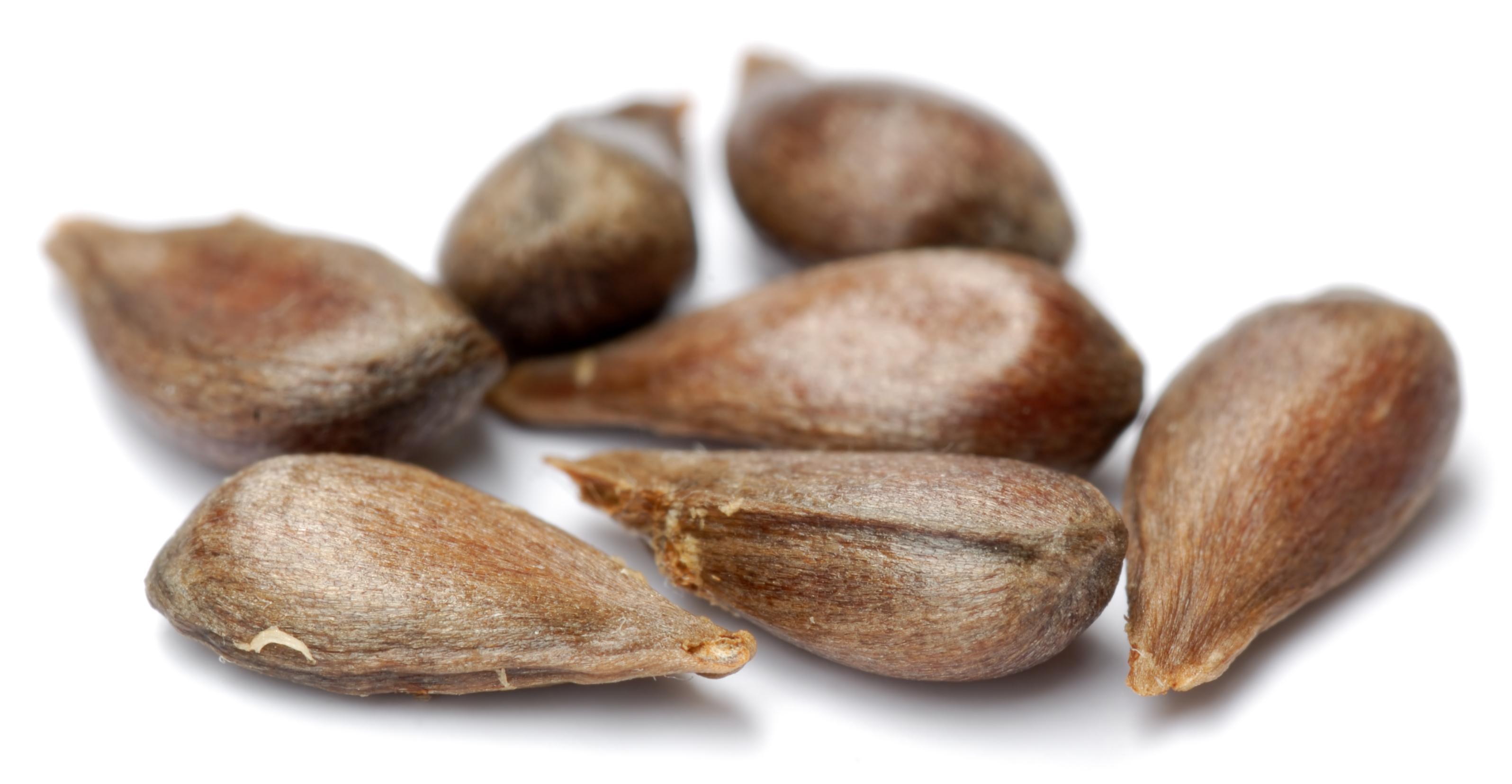 Apple seeds - variety Minister von Hammerstein (aka)