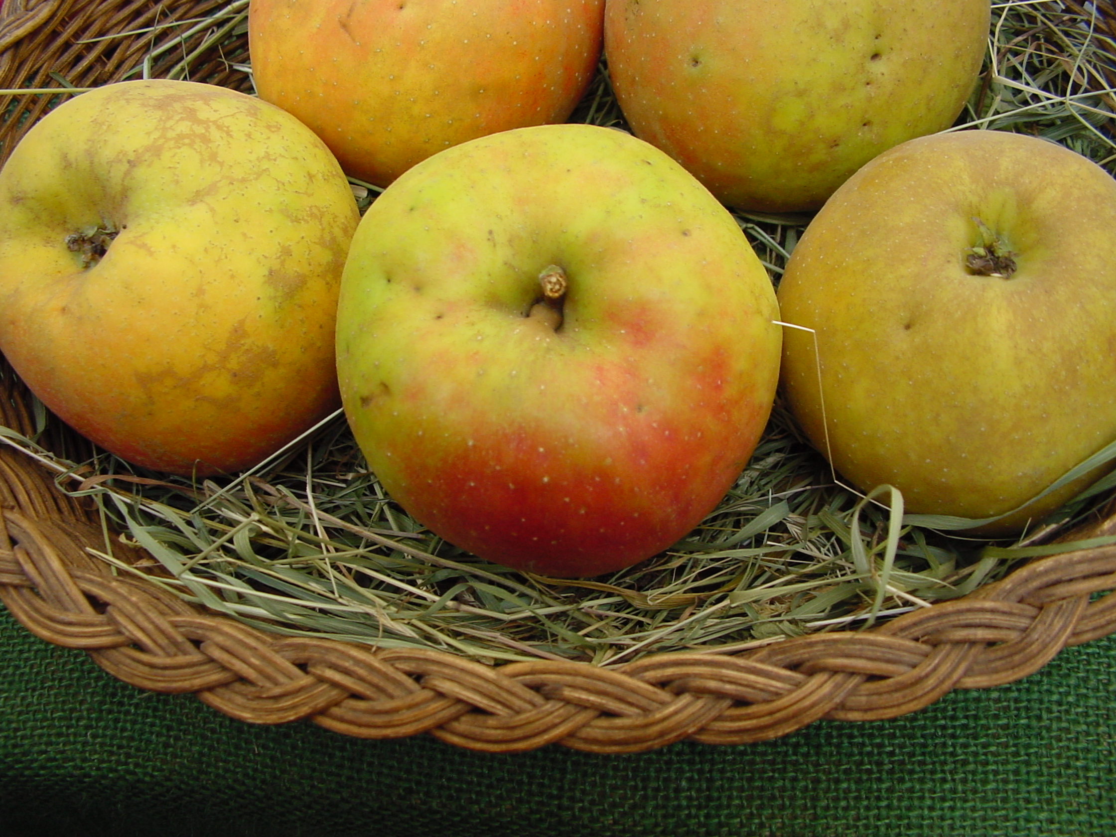 Apples1