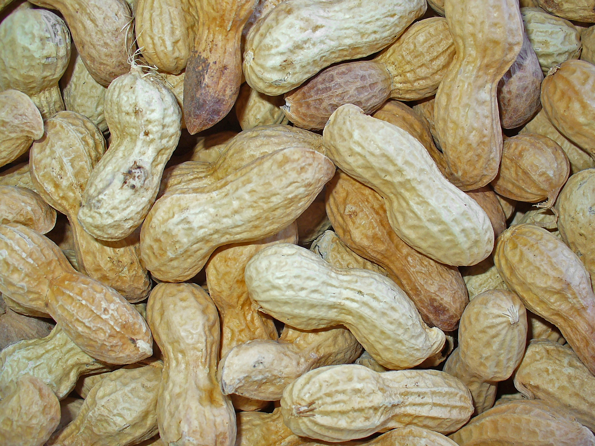 Arachis hypogaea 004