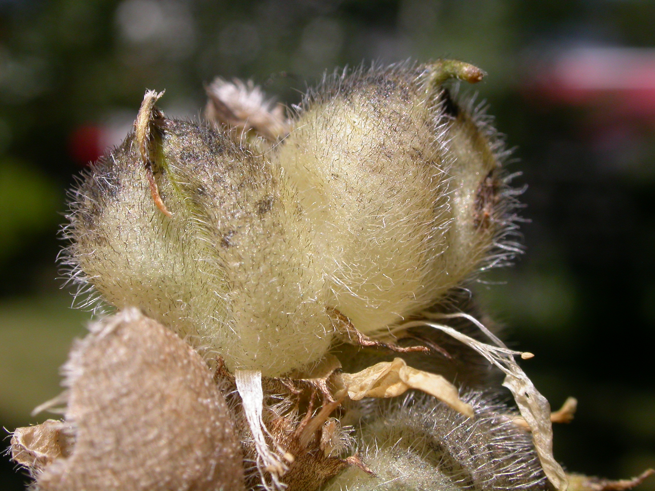 Astragalus cicer (5156242557)