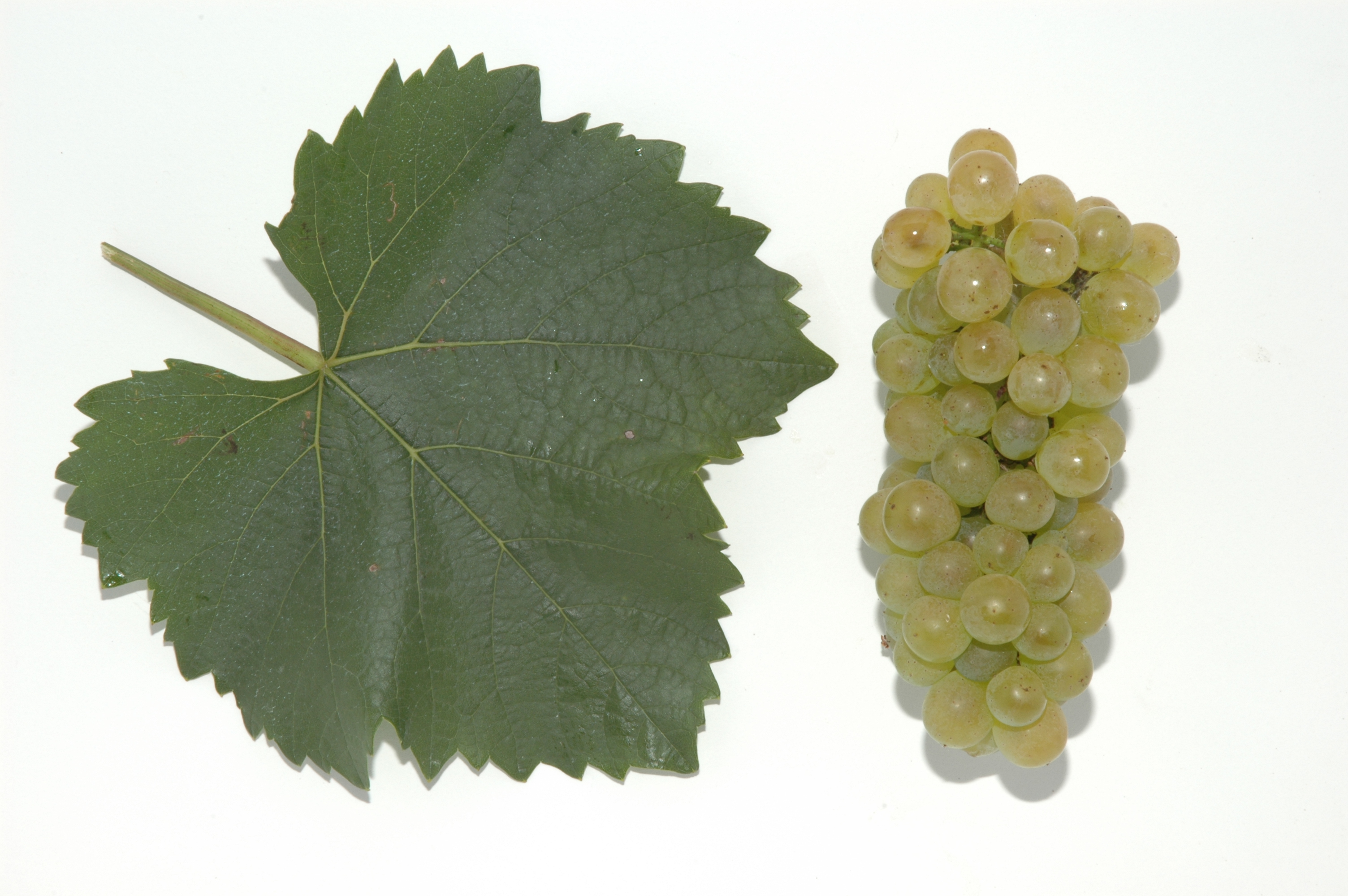 Auxerois Blatt DSC 4608