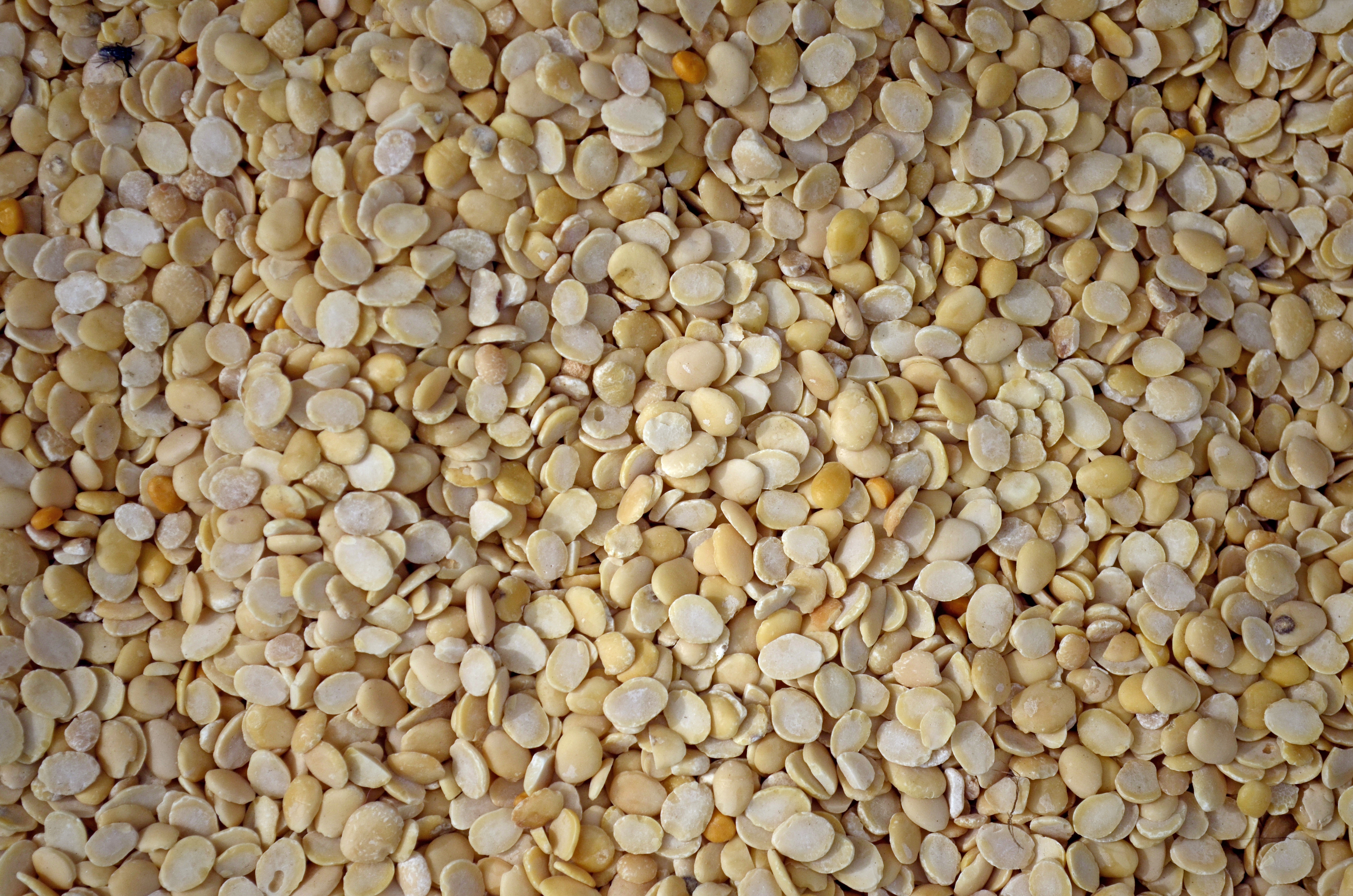Avarai Paruppu in Kolli hillsJEG3357
