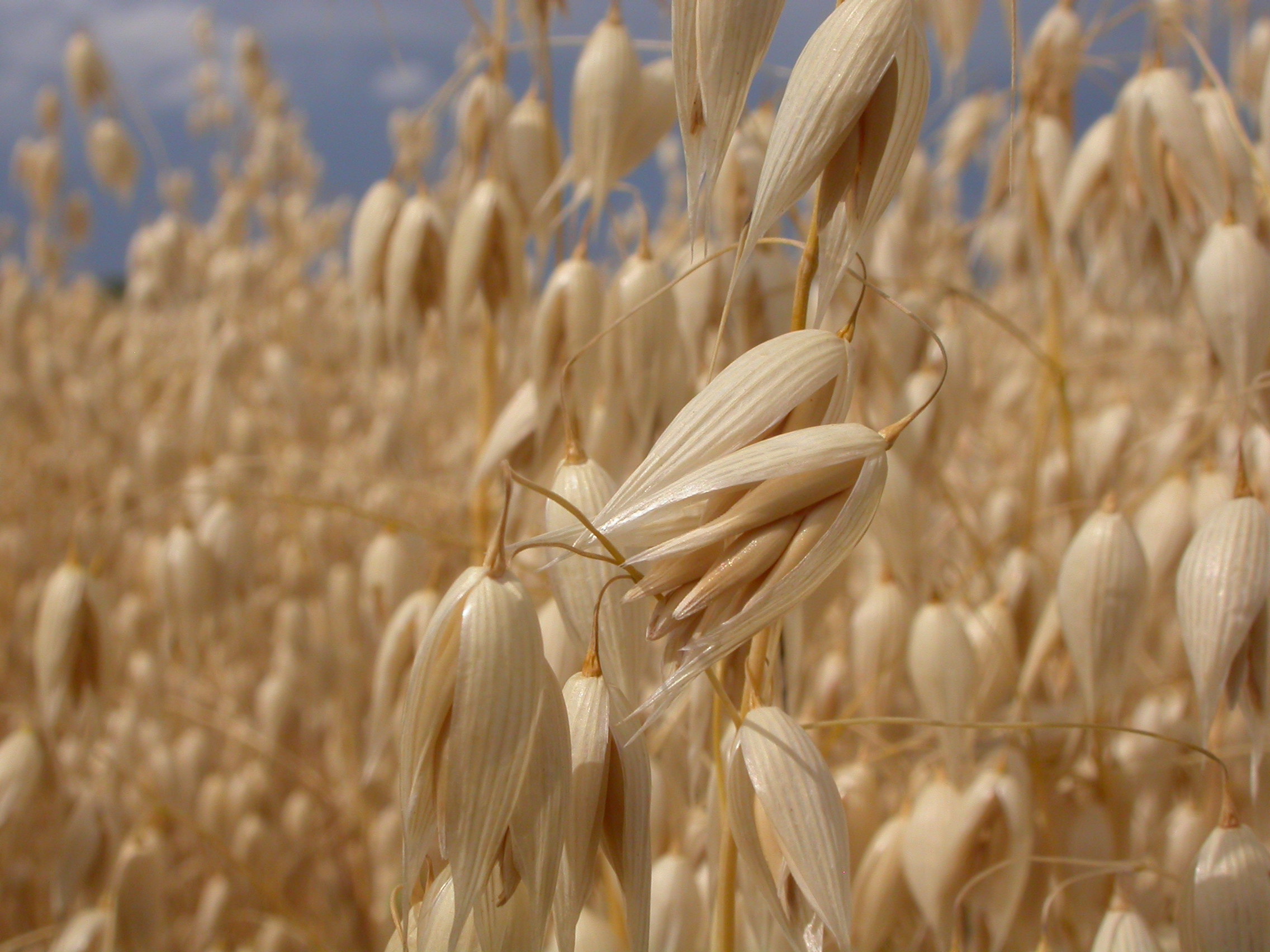 Avena sativa (3873730509)