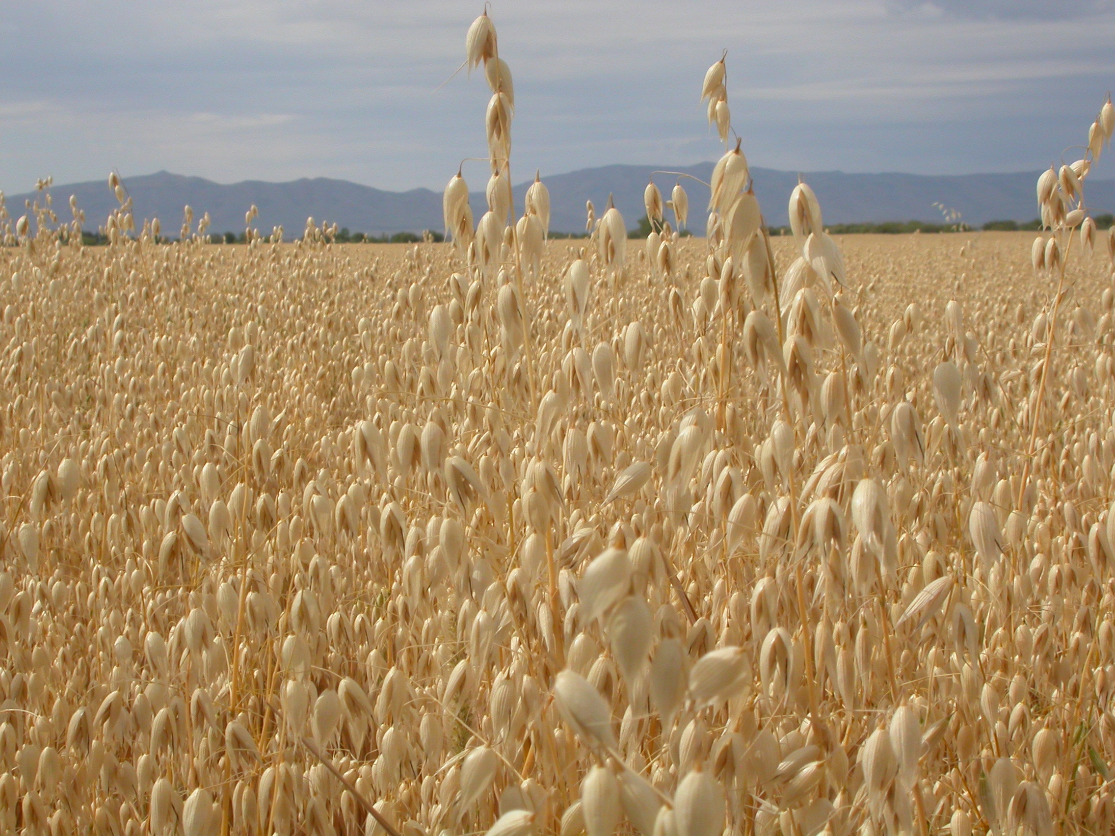 Avena sativa (3874515110)