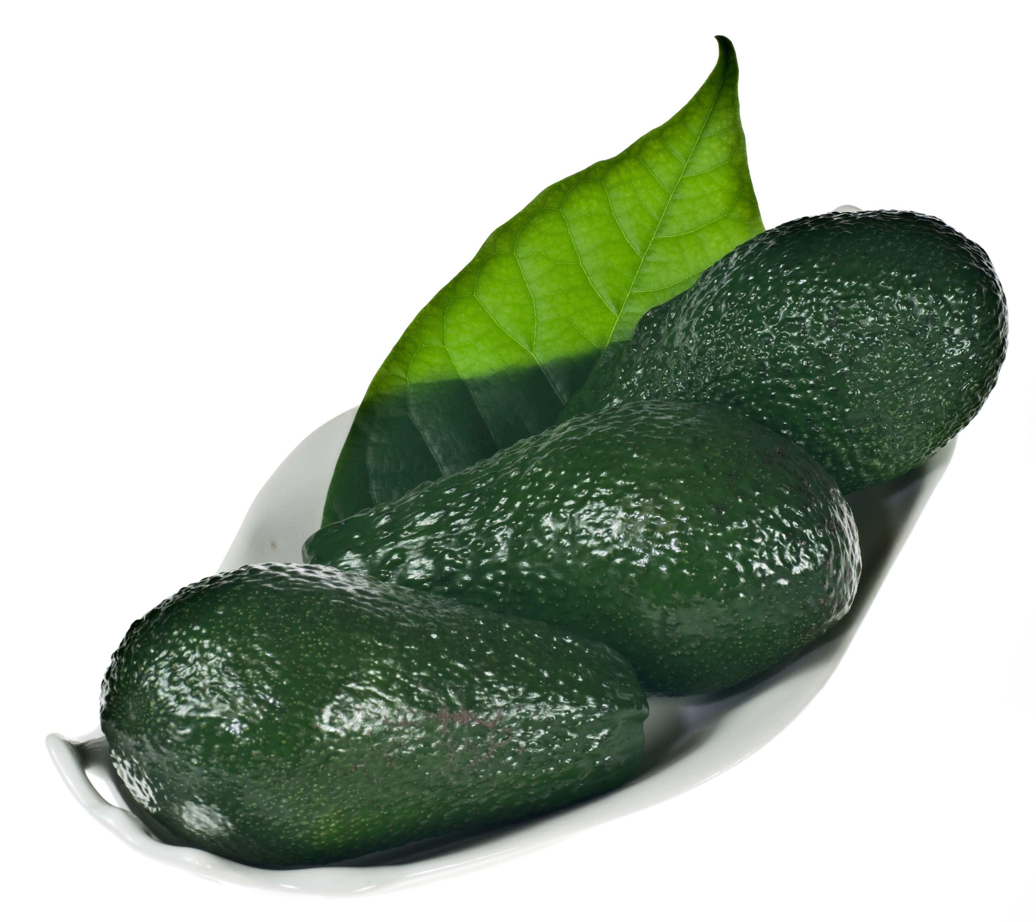 Avocado IMGP1082