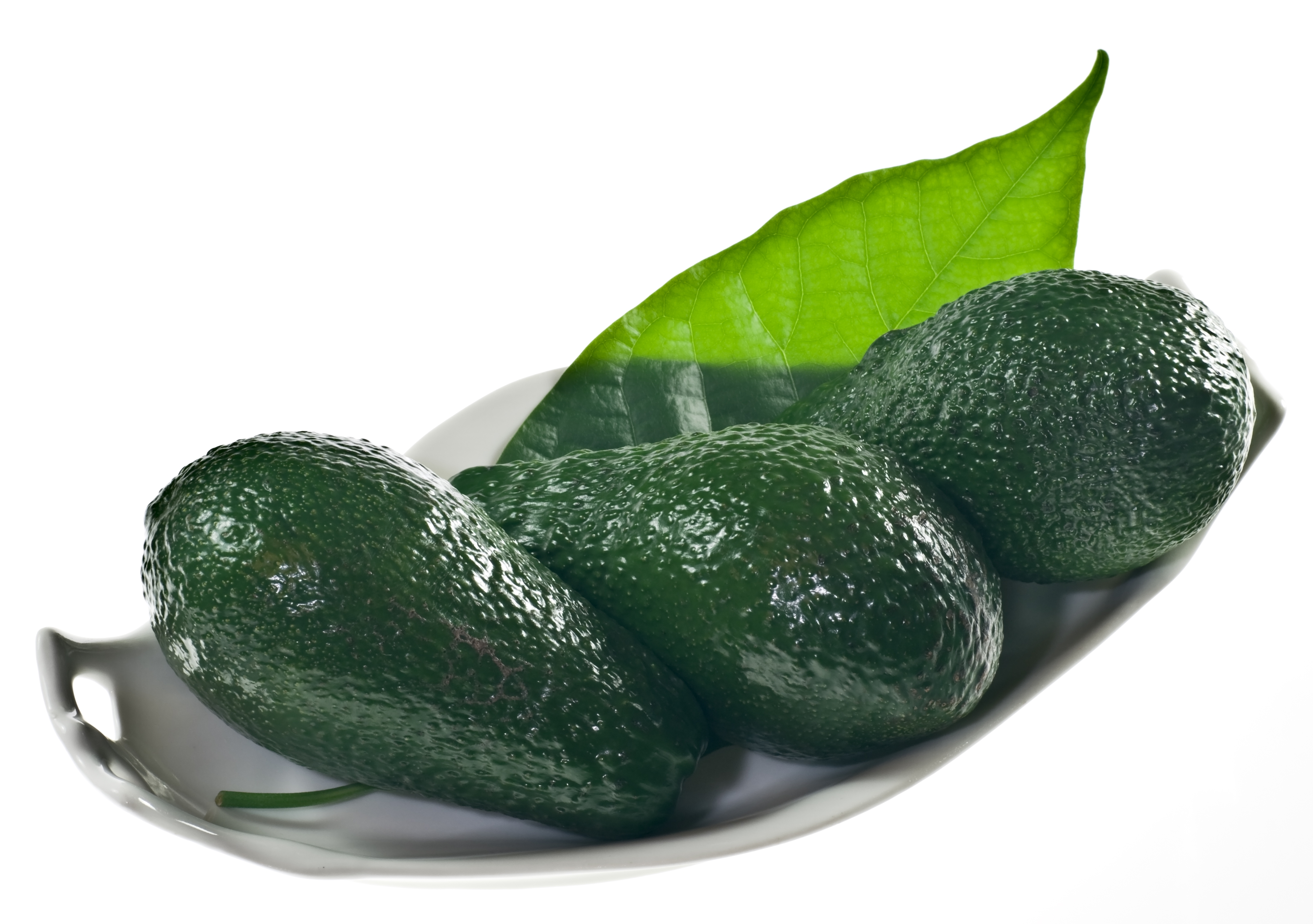 Avocado IMGP1105