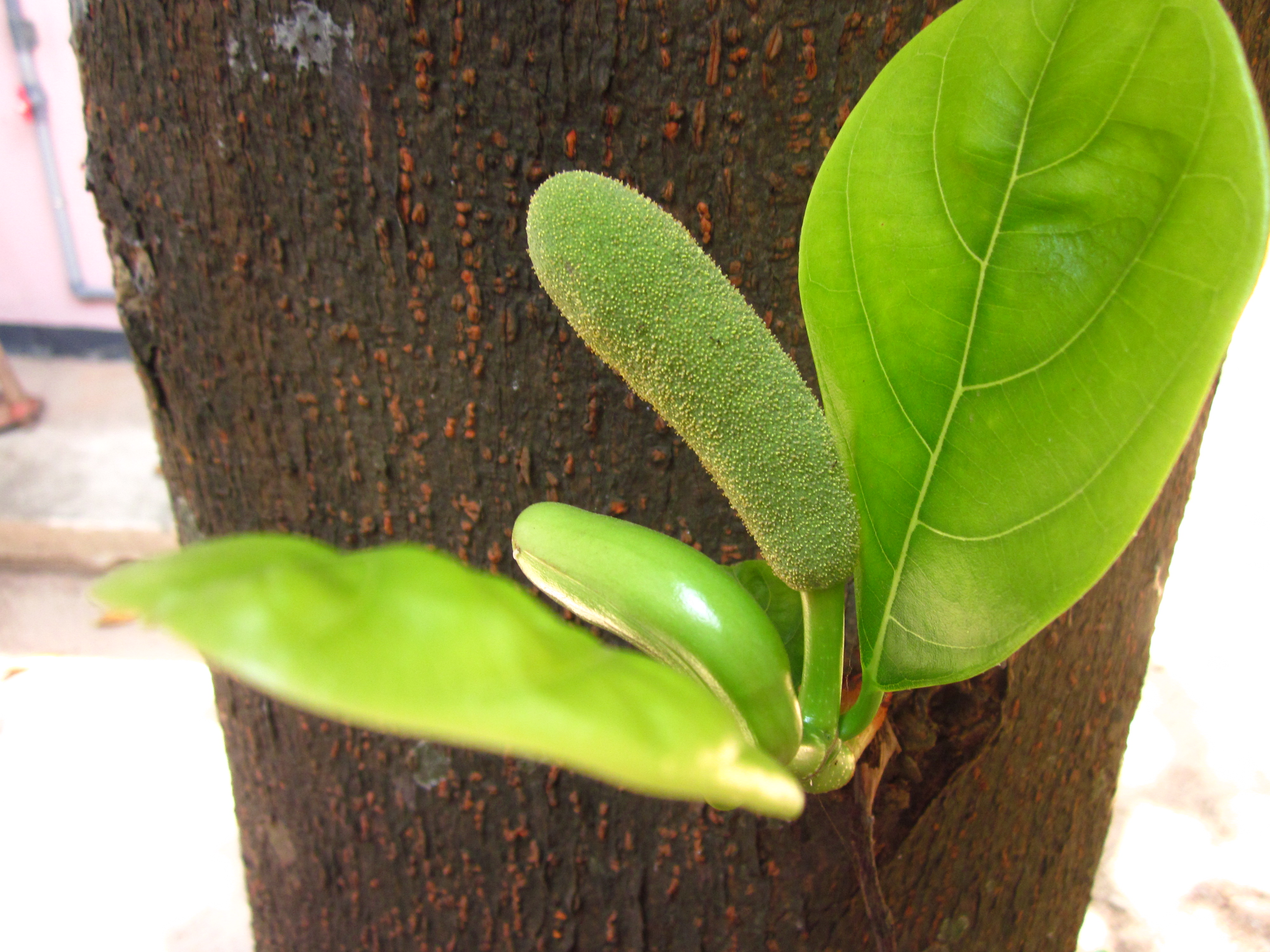 Baby jackfruit