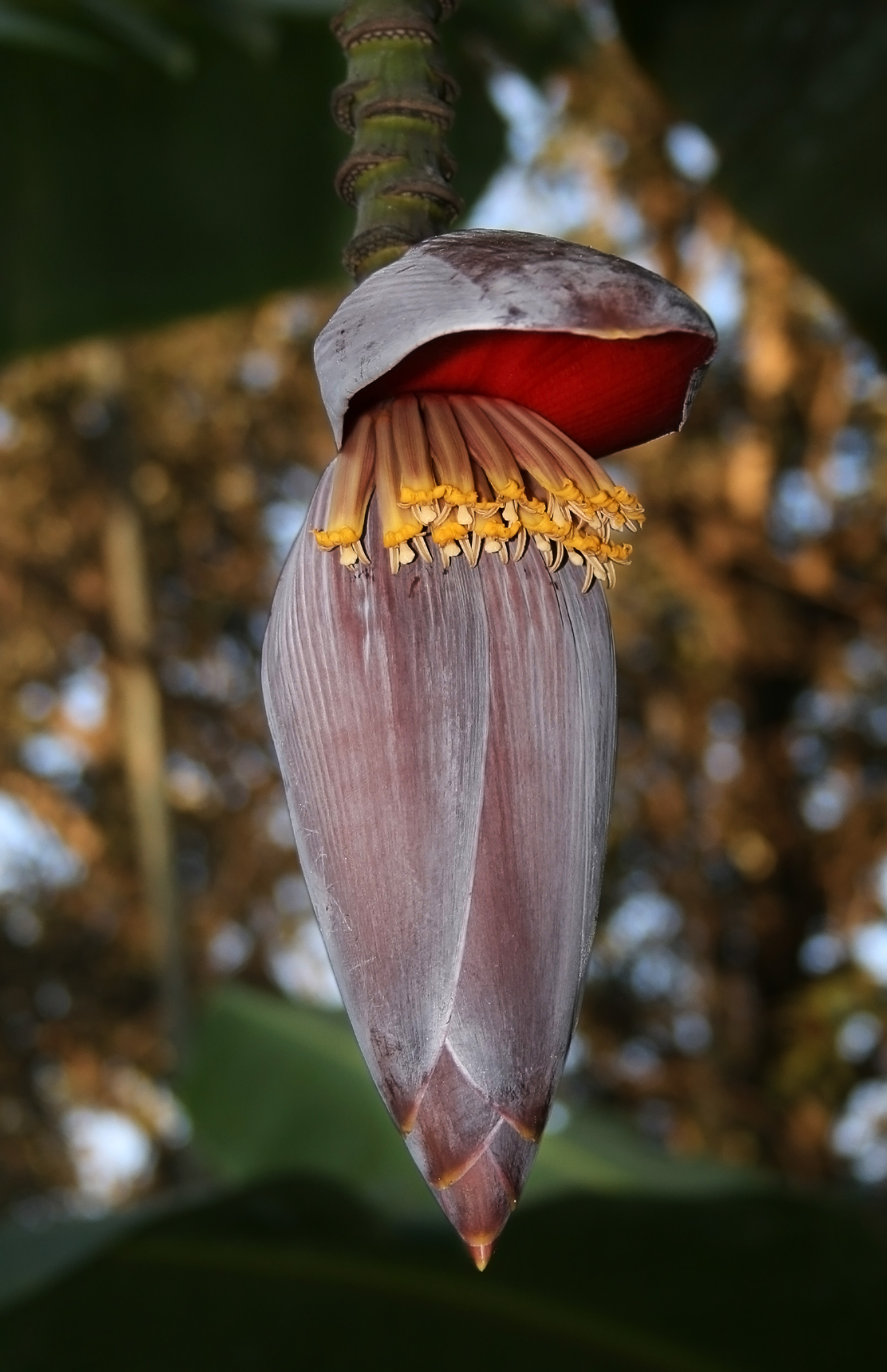 Banana flower edit1