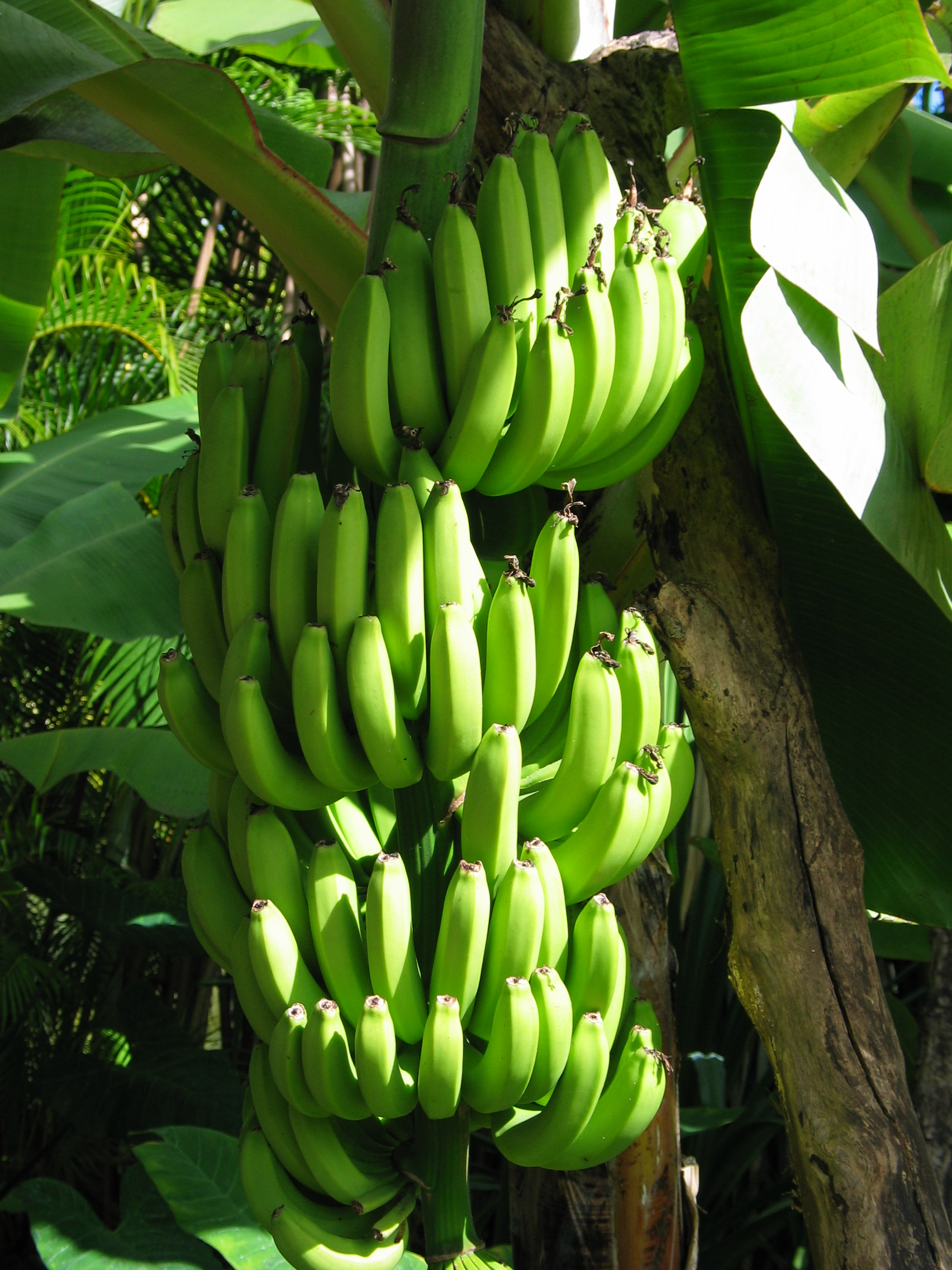 Bananas in Hawaii
