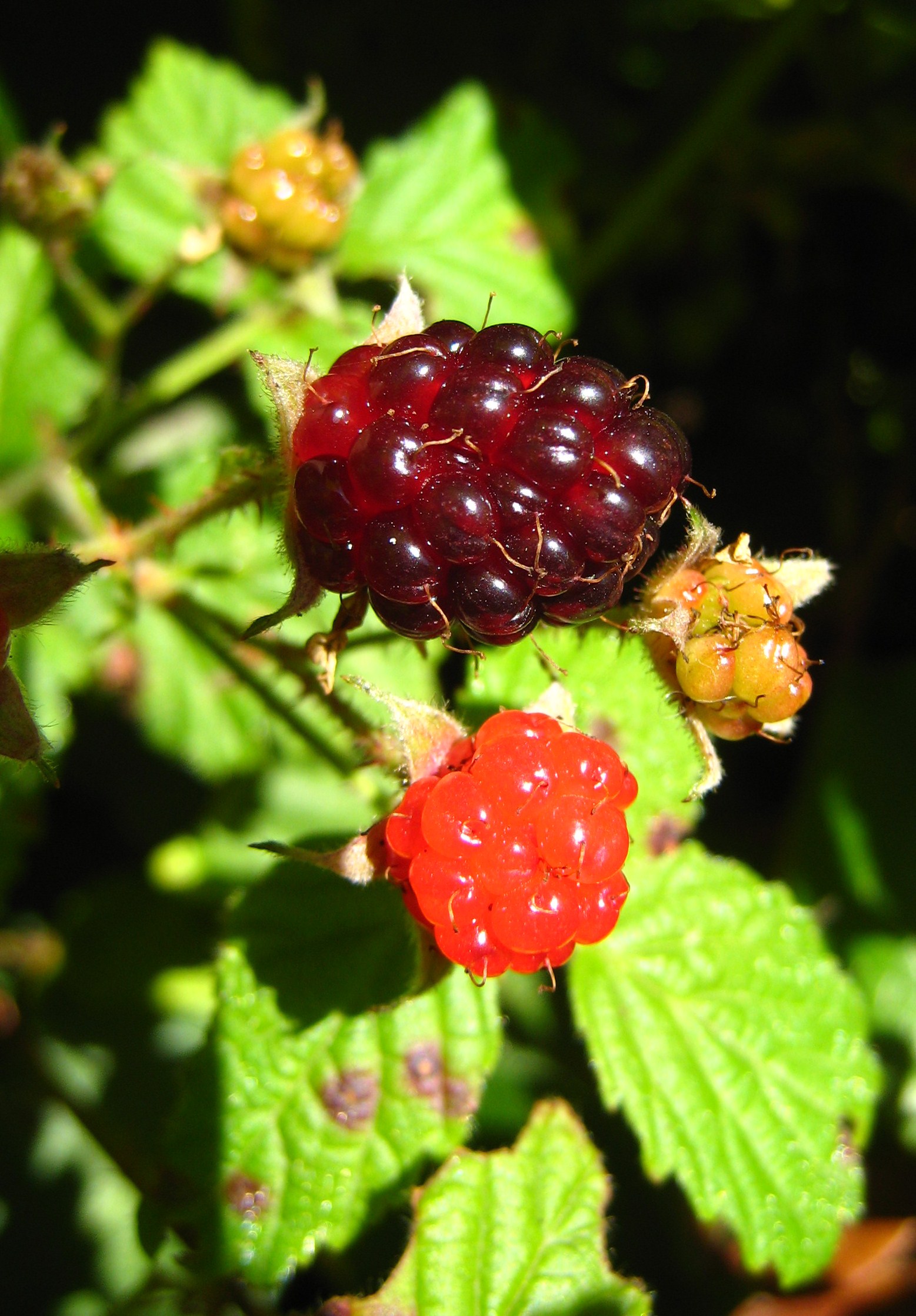 Berries 01 Orcas