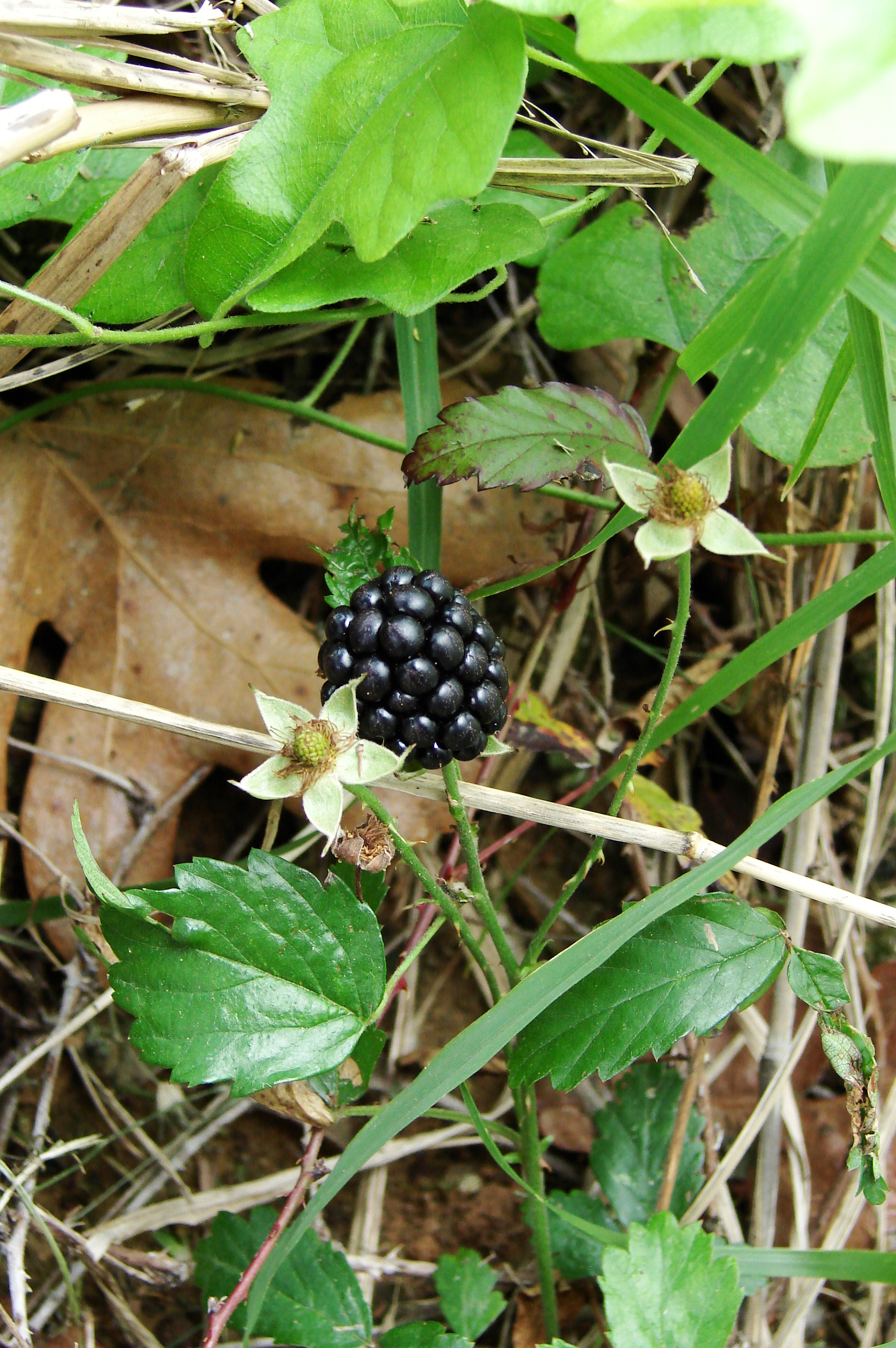 Blackberry-2989