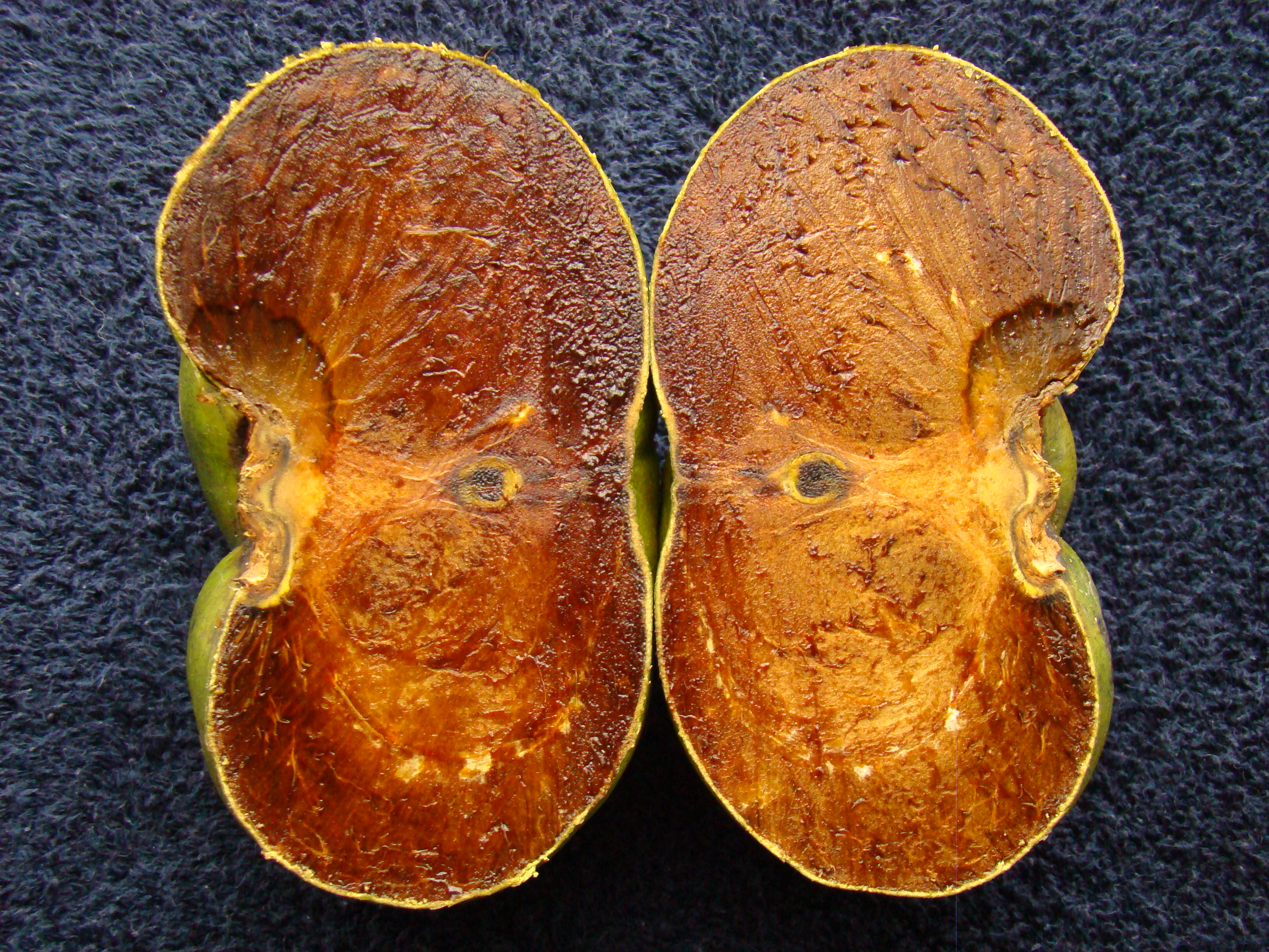BlackSapote Cupidon3 Asit
