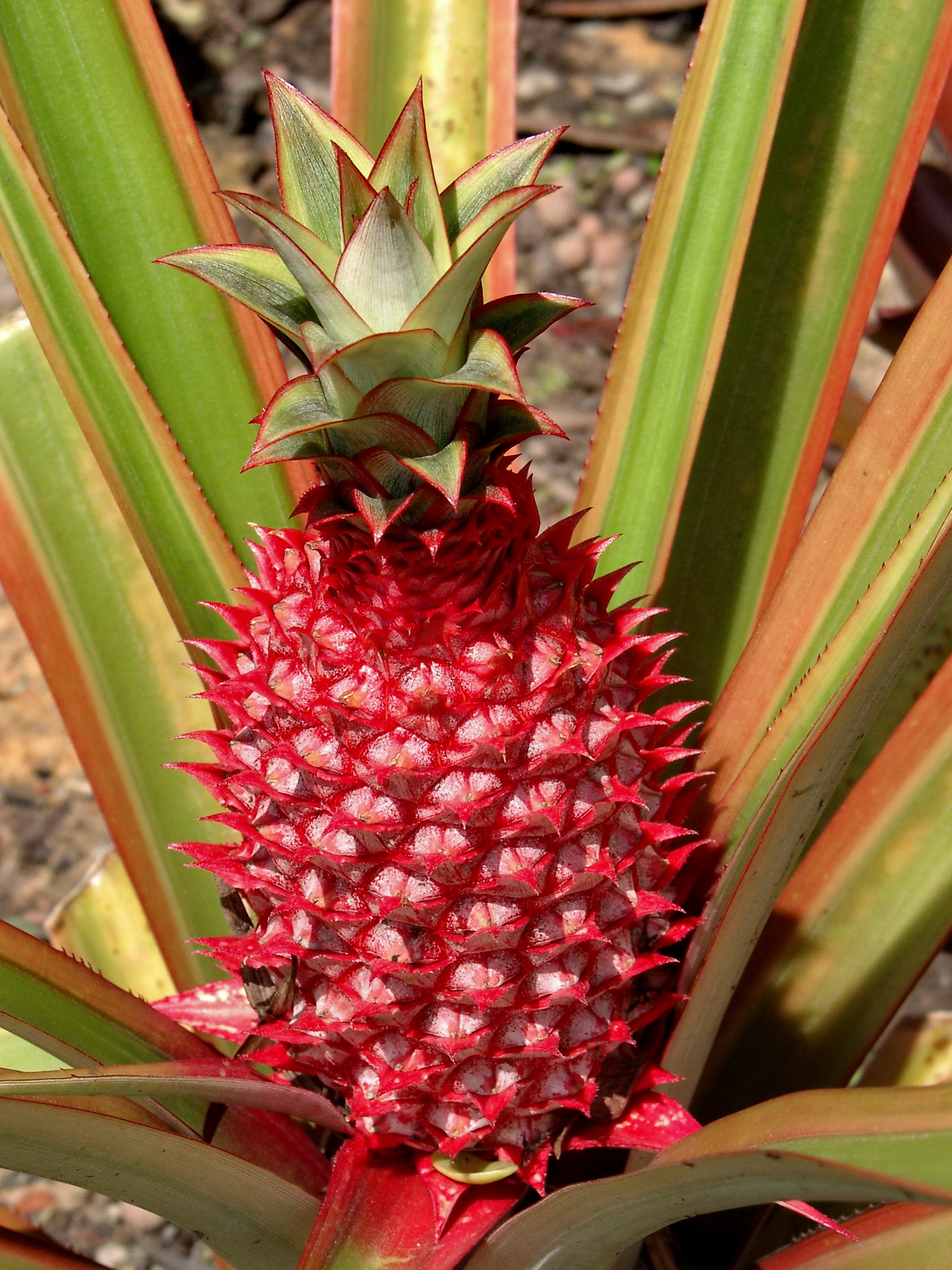 Blossom of Pineapple