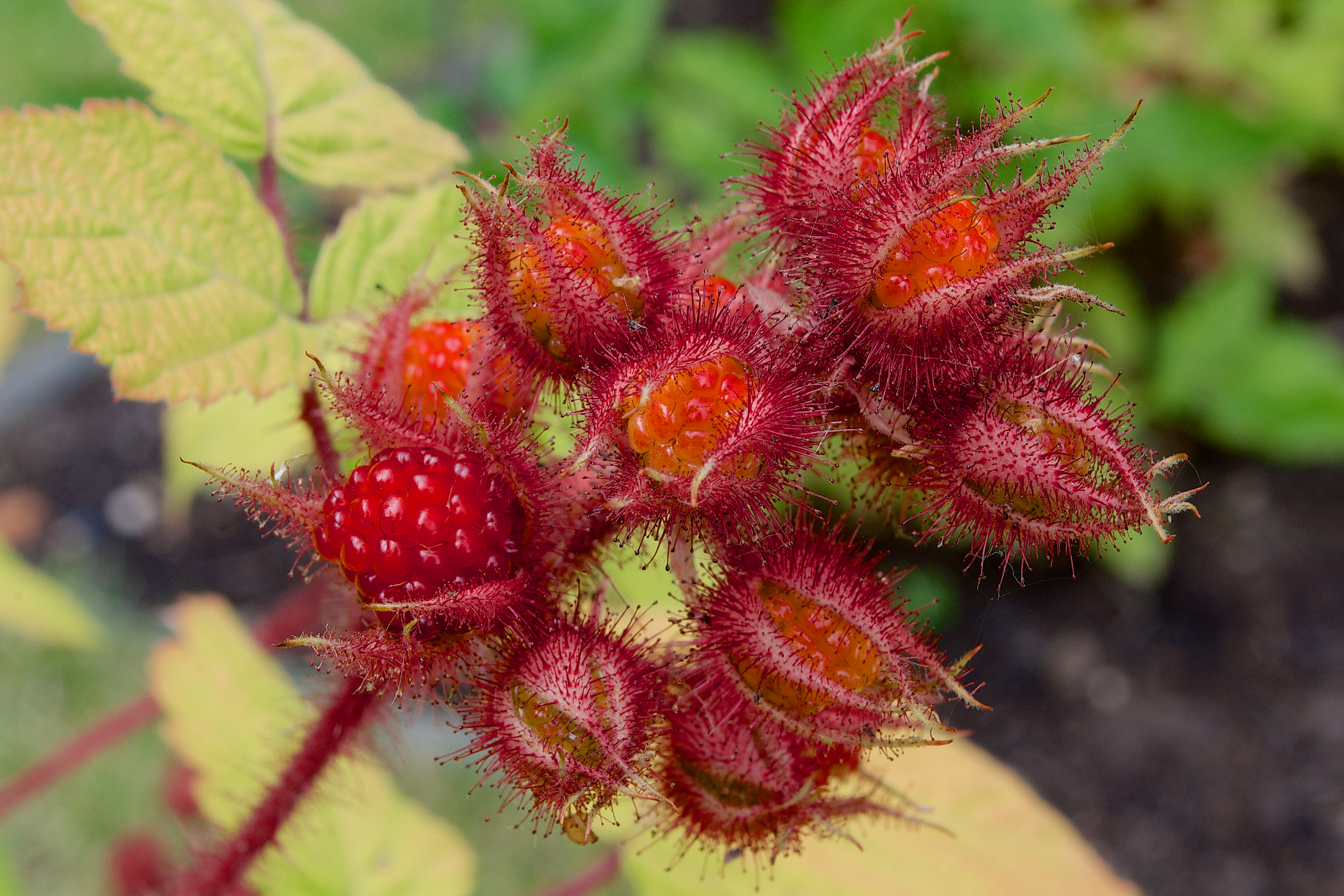 Botanischer Garten Uni Bonn - Rubus phoenicolasius