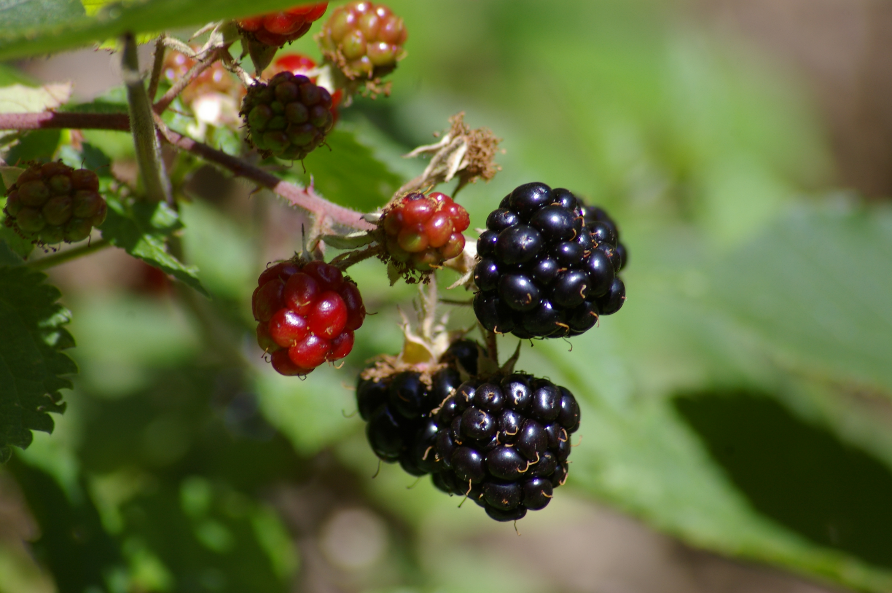 Brombeere-reif