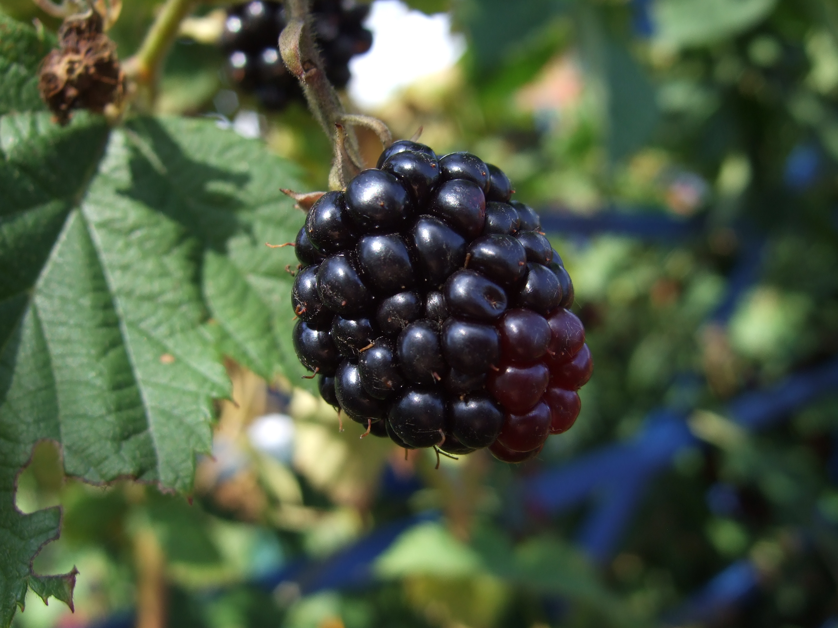 Brombeere 002