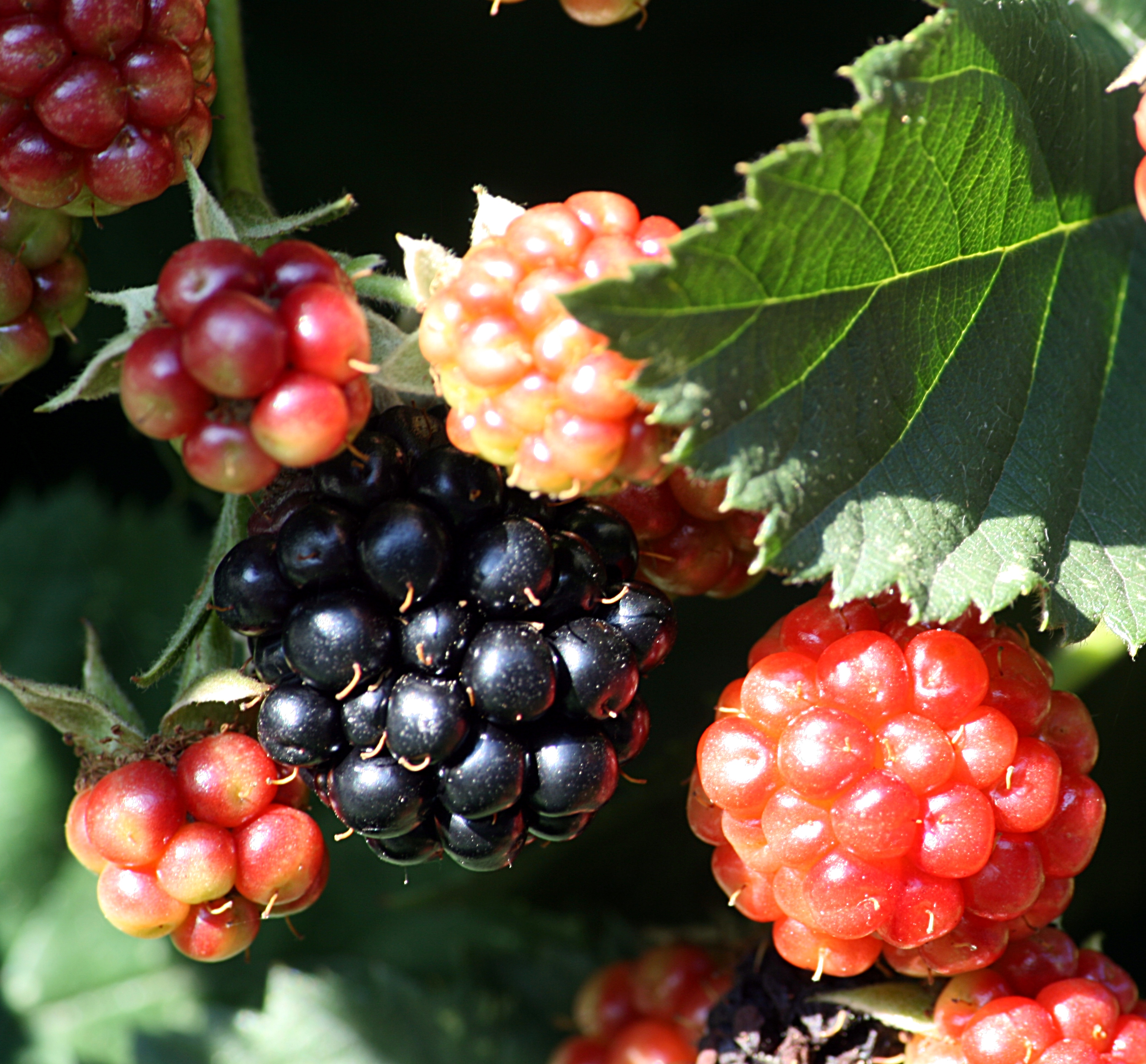 Brombeeren IMG 7779