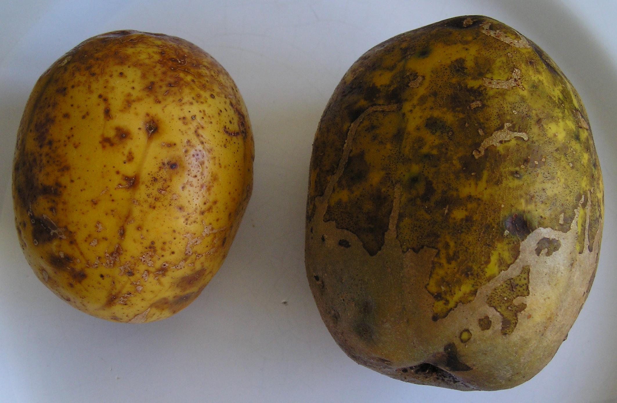 Cajamanga com casca 03