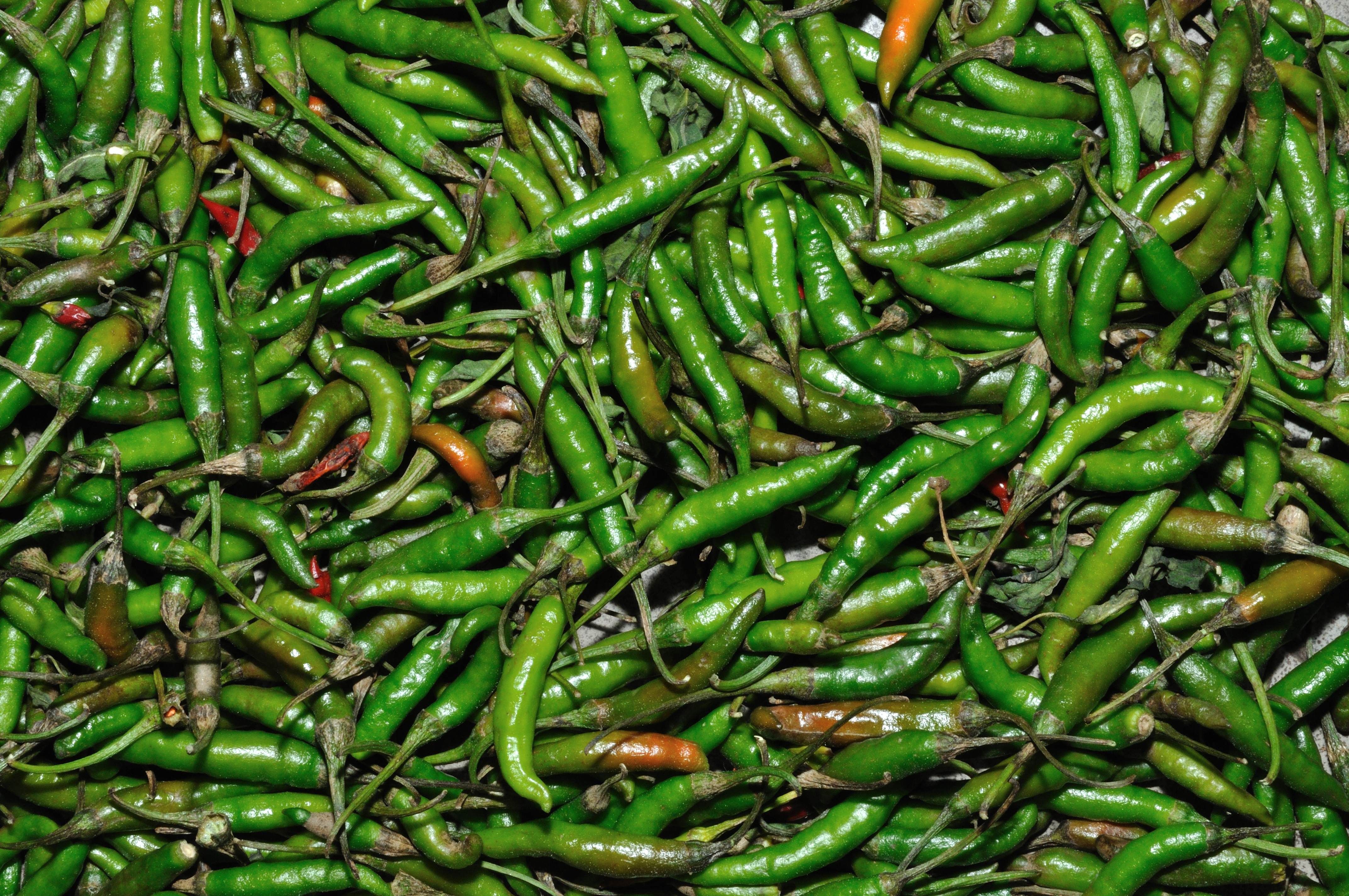 Capsicum - Kolkata 2011-04-12 2287