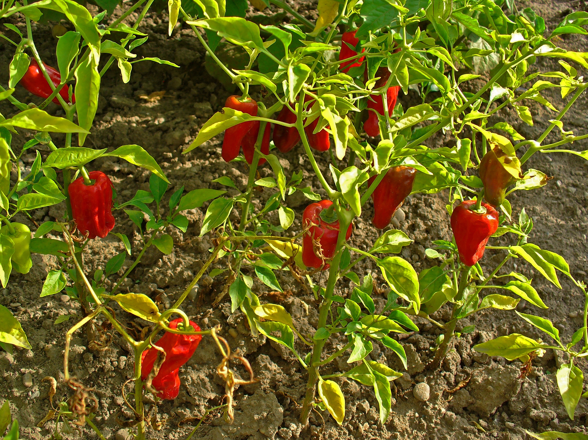 Capsicum annuum 003