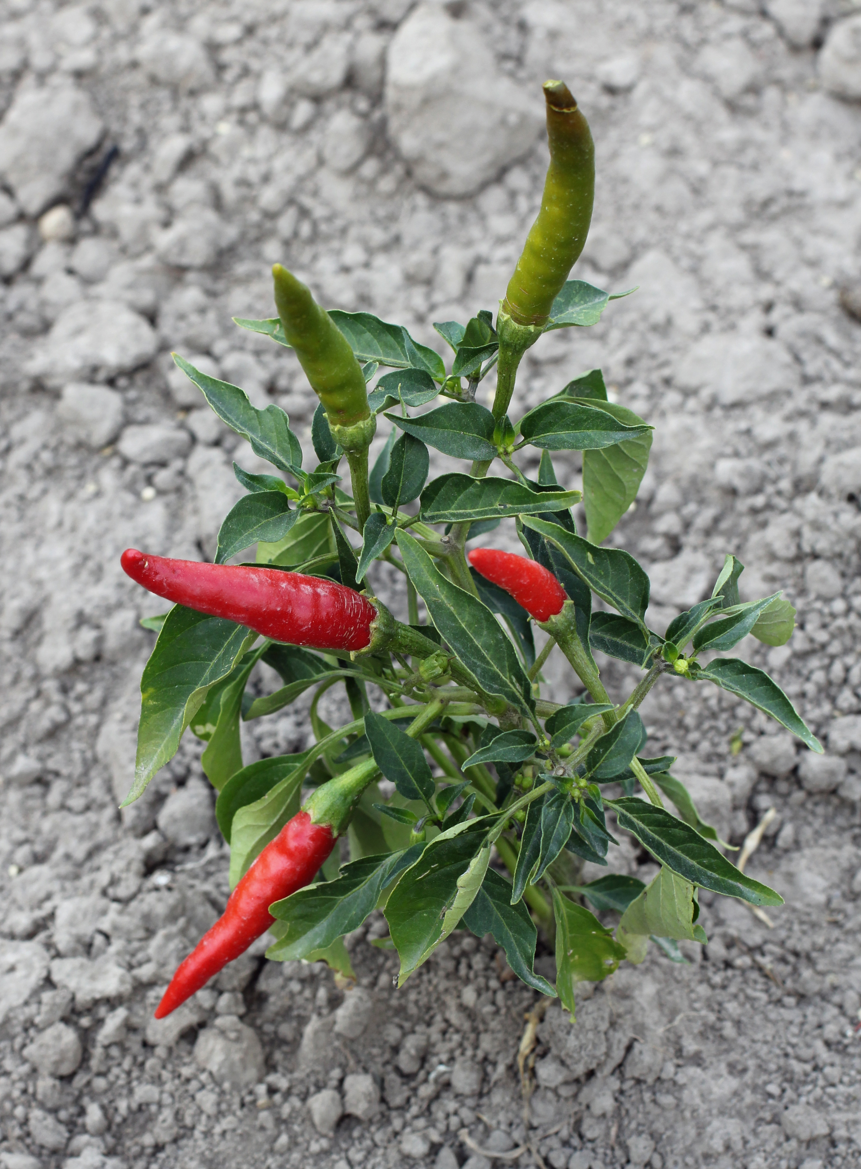 Capsicum annuum 2015 G1