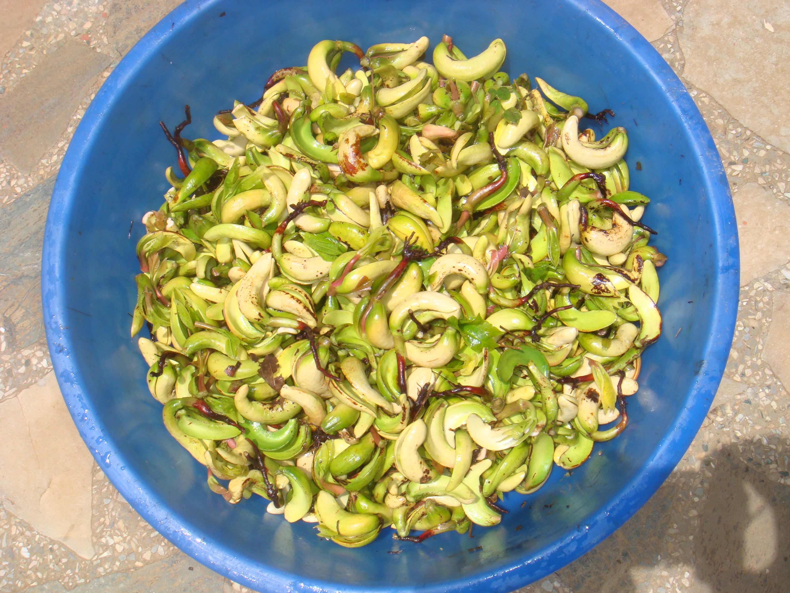 Cashew - sprout