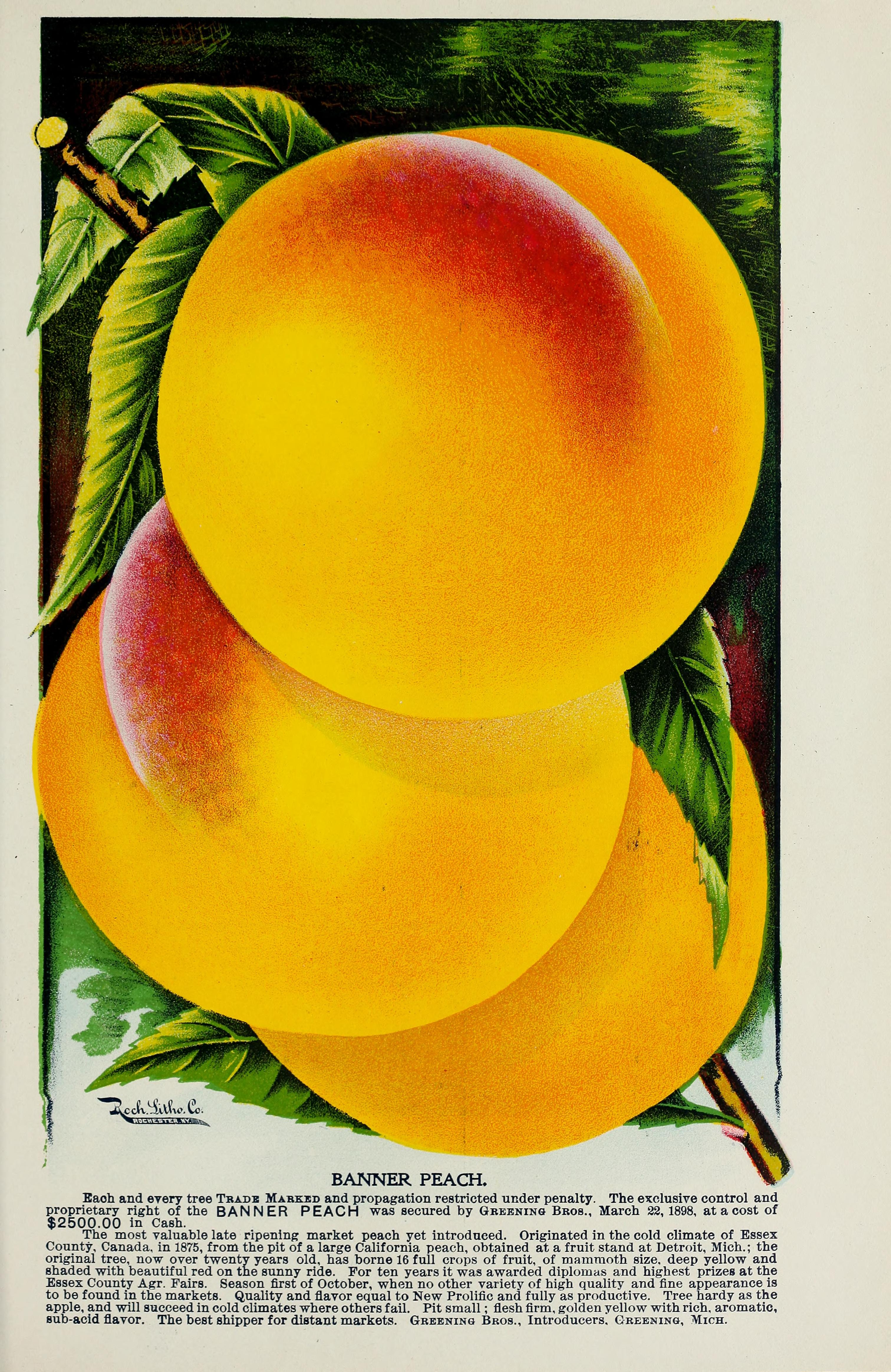 Catalogue (1899) (20365094639)