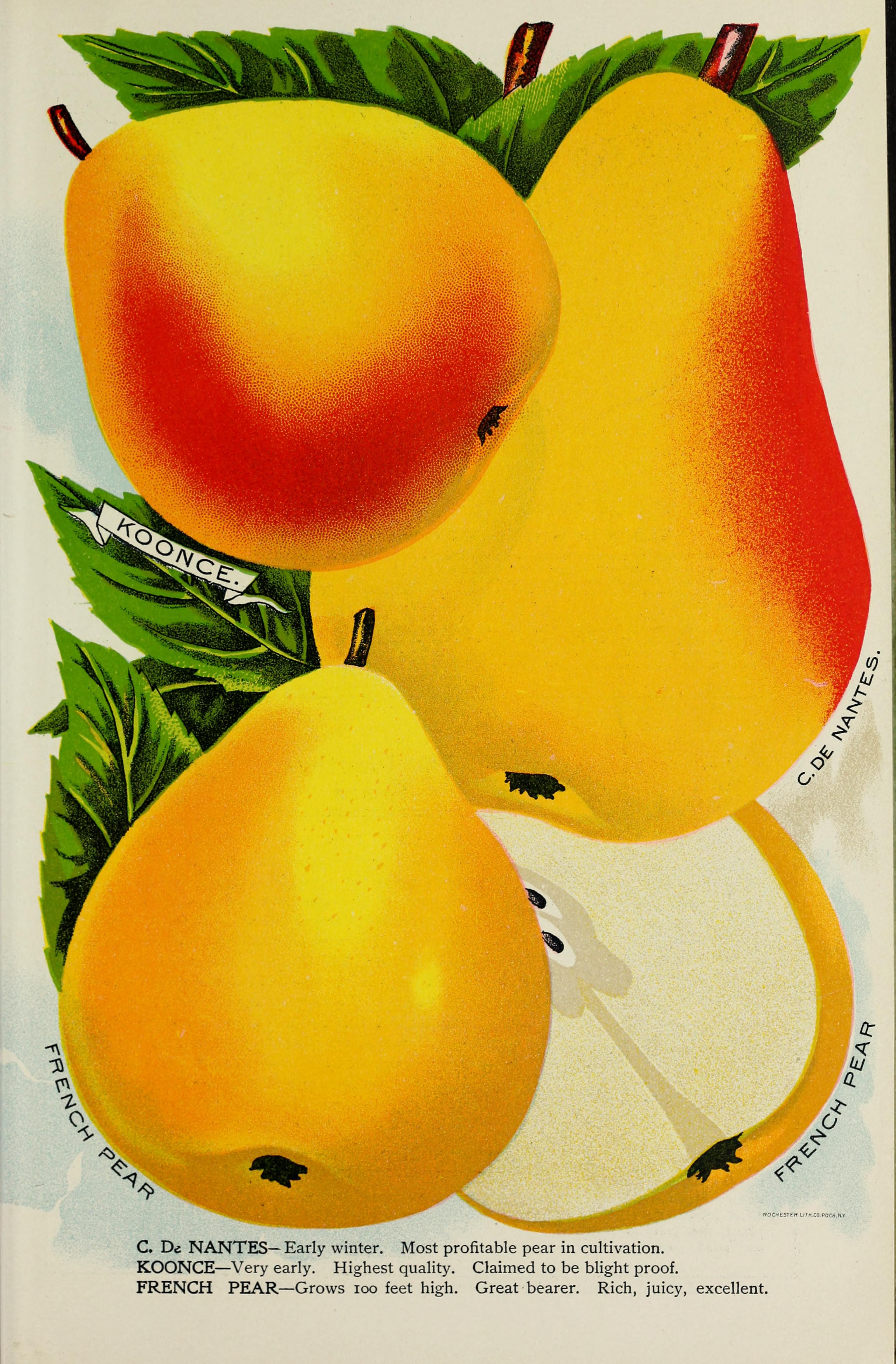 Catalogue (1902) (20564589455)
