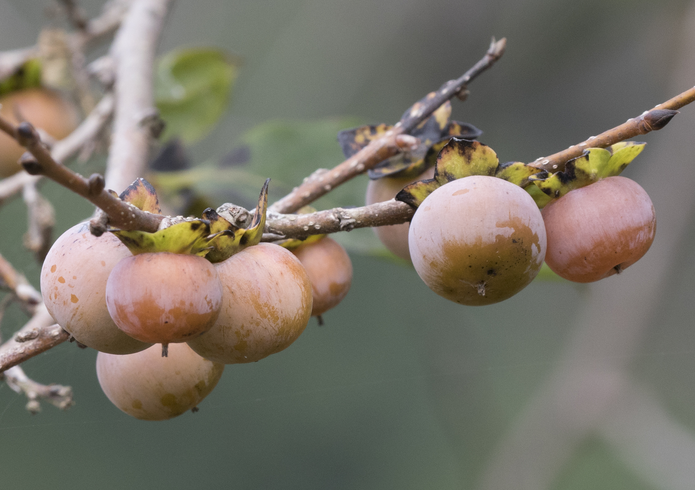 Caucasian persimmon - Diospyros lotus 07