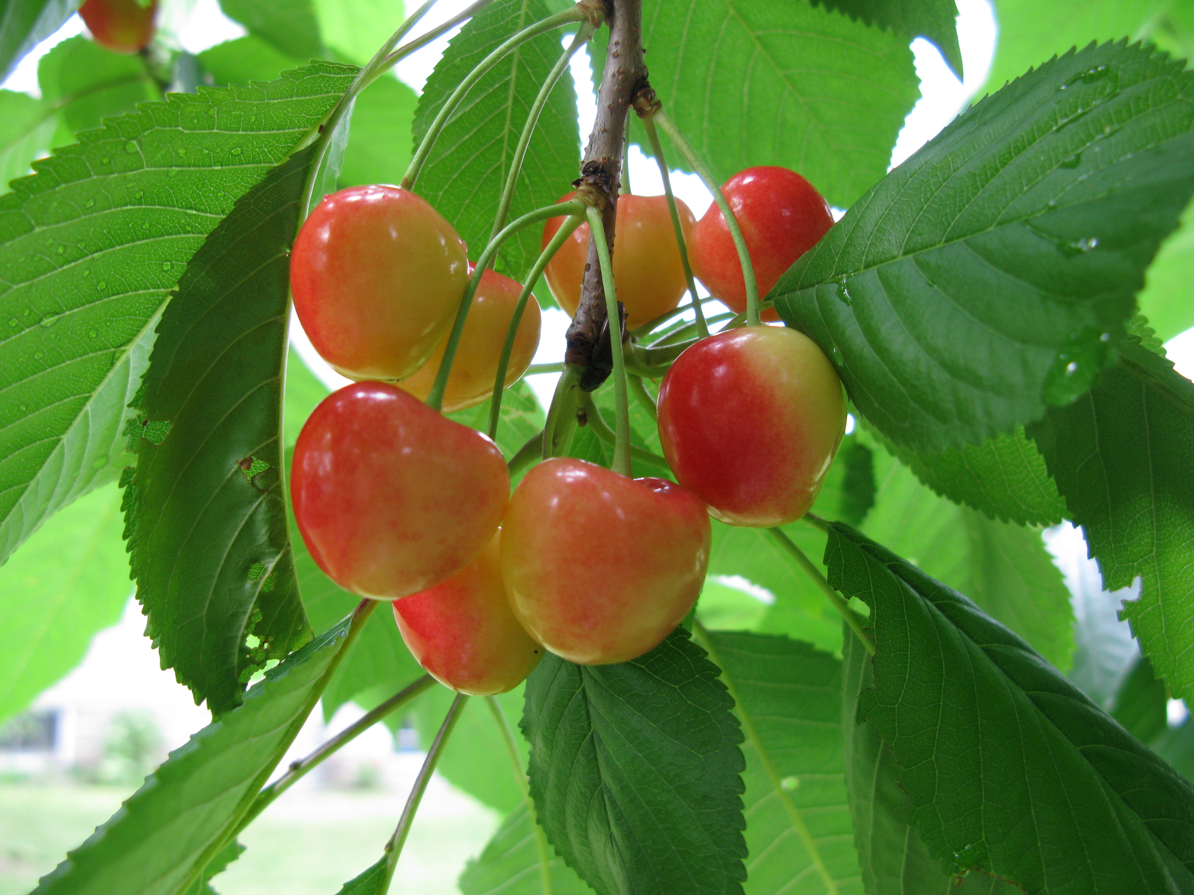 Cherry by Gulmammad 5