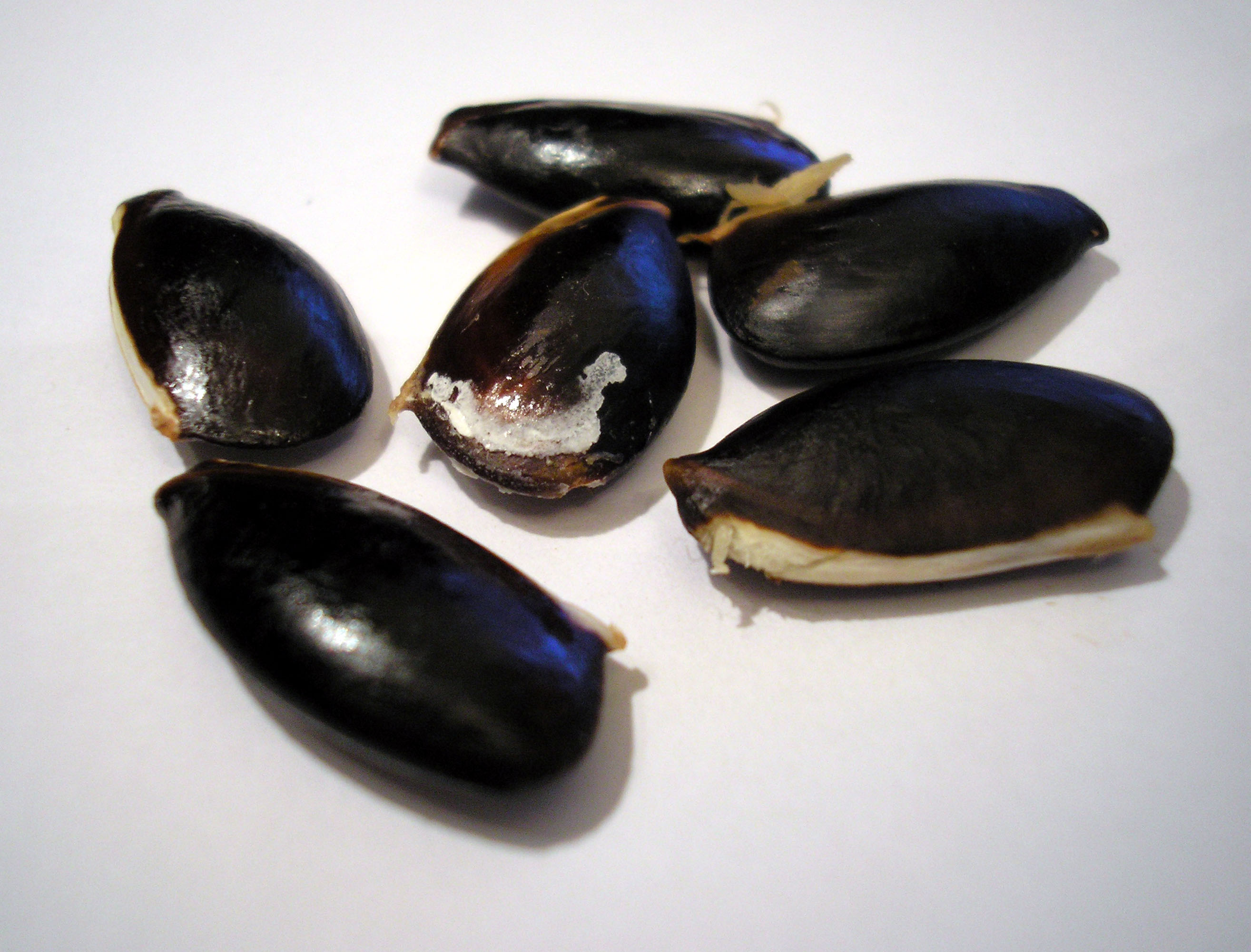 Chikoo seeds