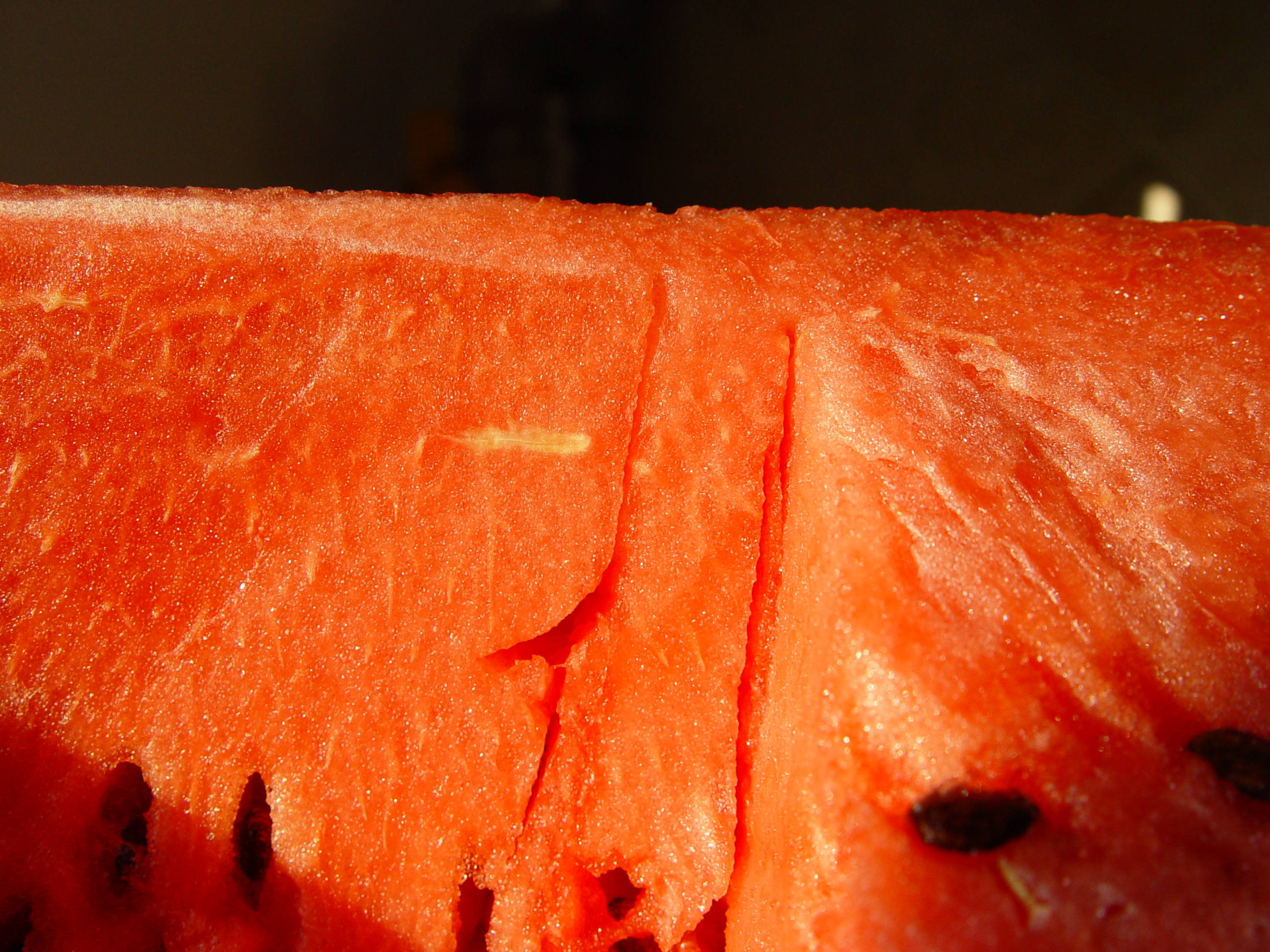 Citrullus lanatus 01