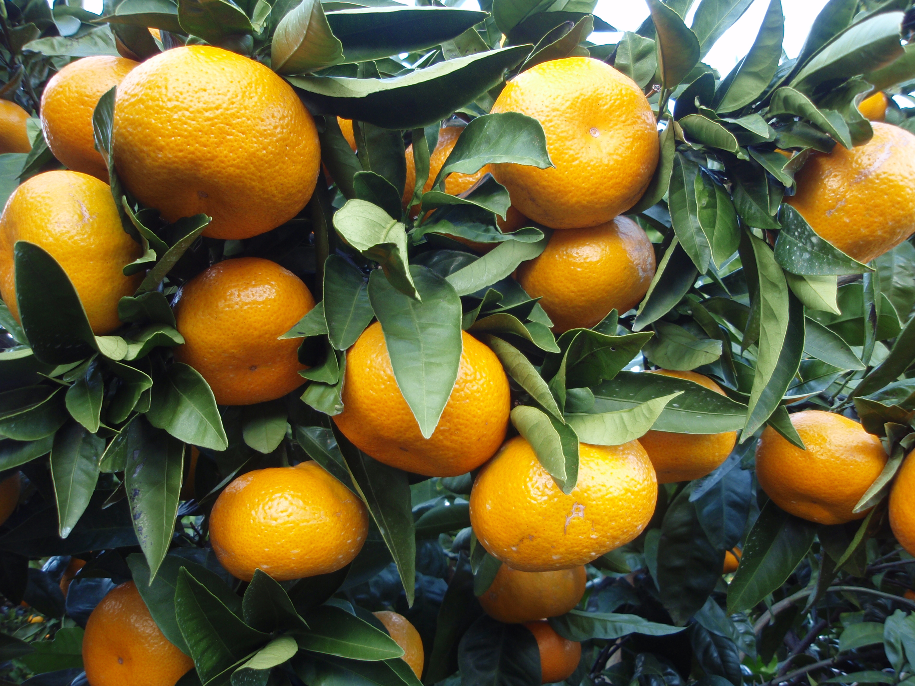 Citrus unshiu 20101127 c