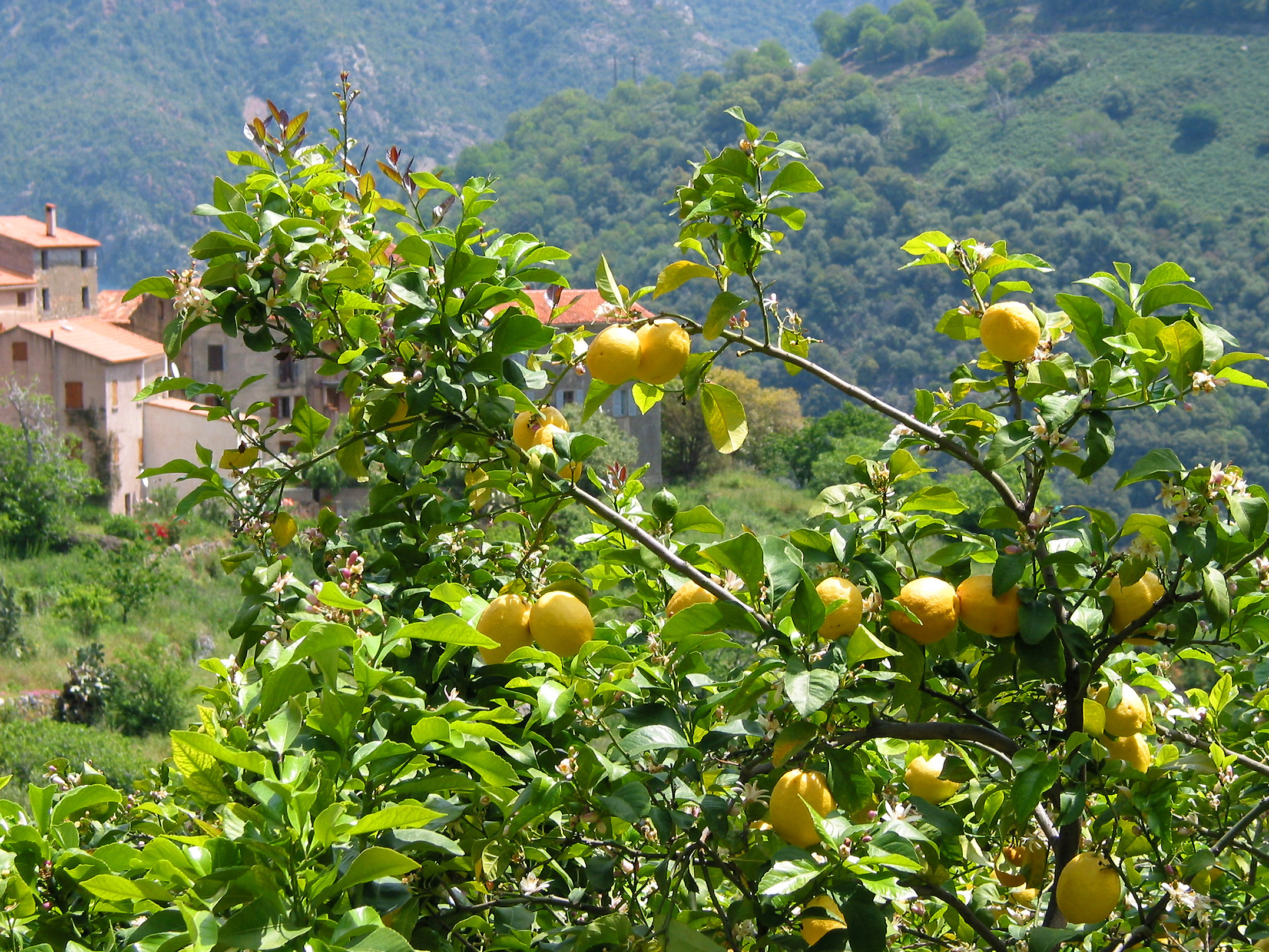 Citrus x Limon JPG1