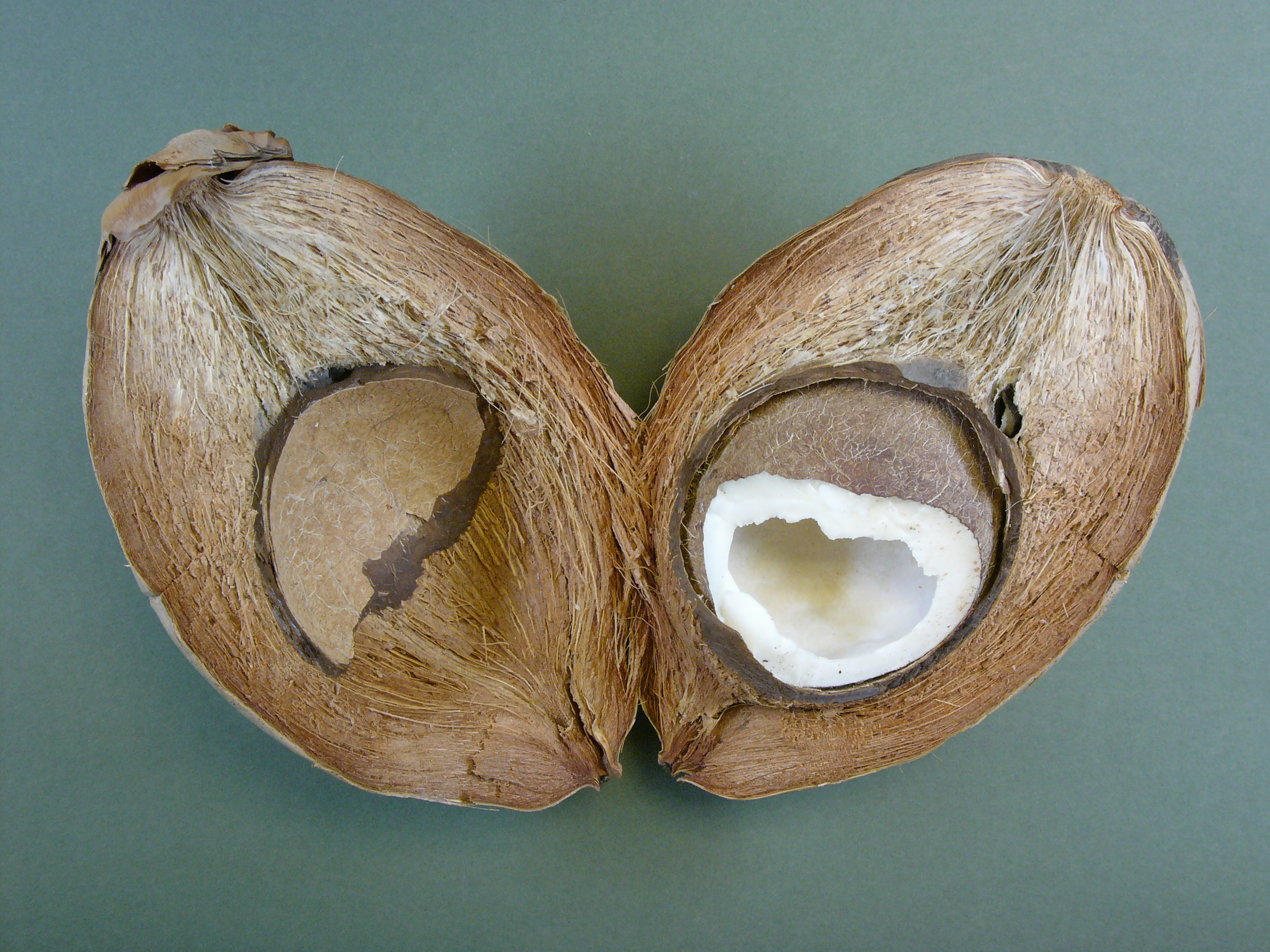 Cocco-nut hg