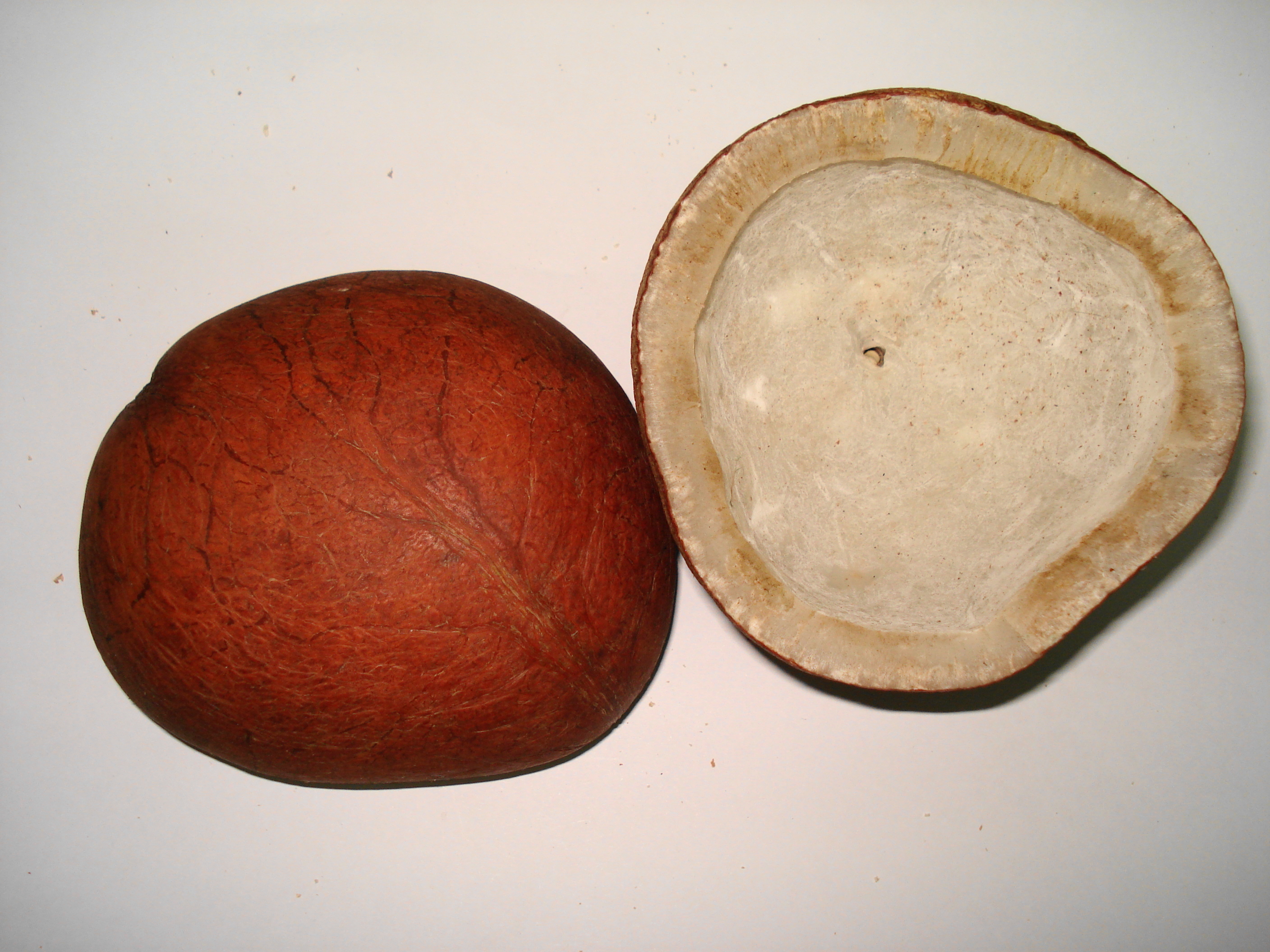 Coconut (1)