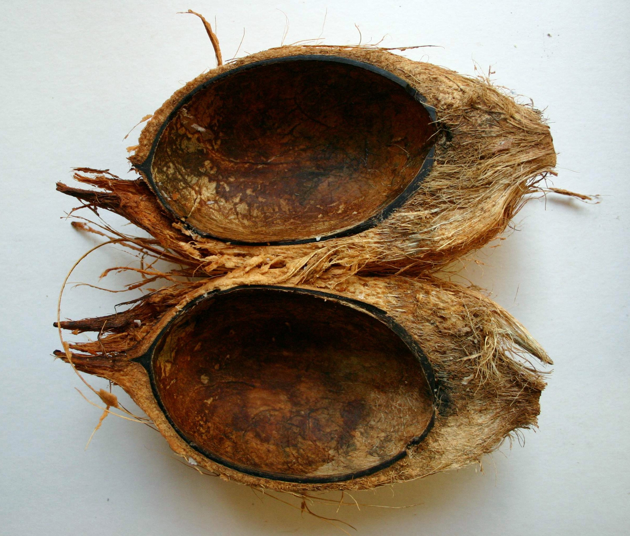 Cocos nucifera01