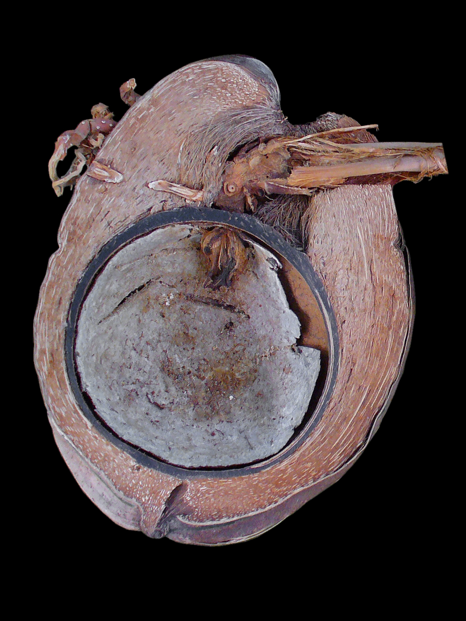 Cocos nucifera 001