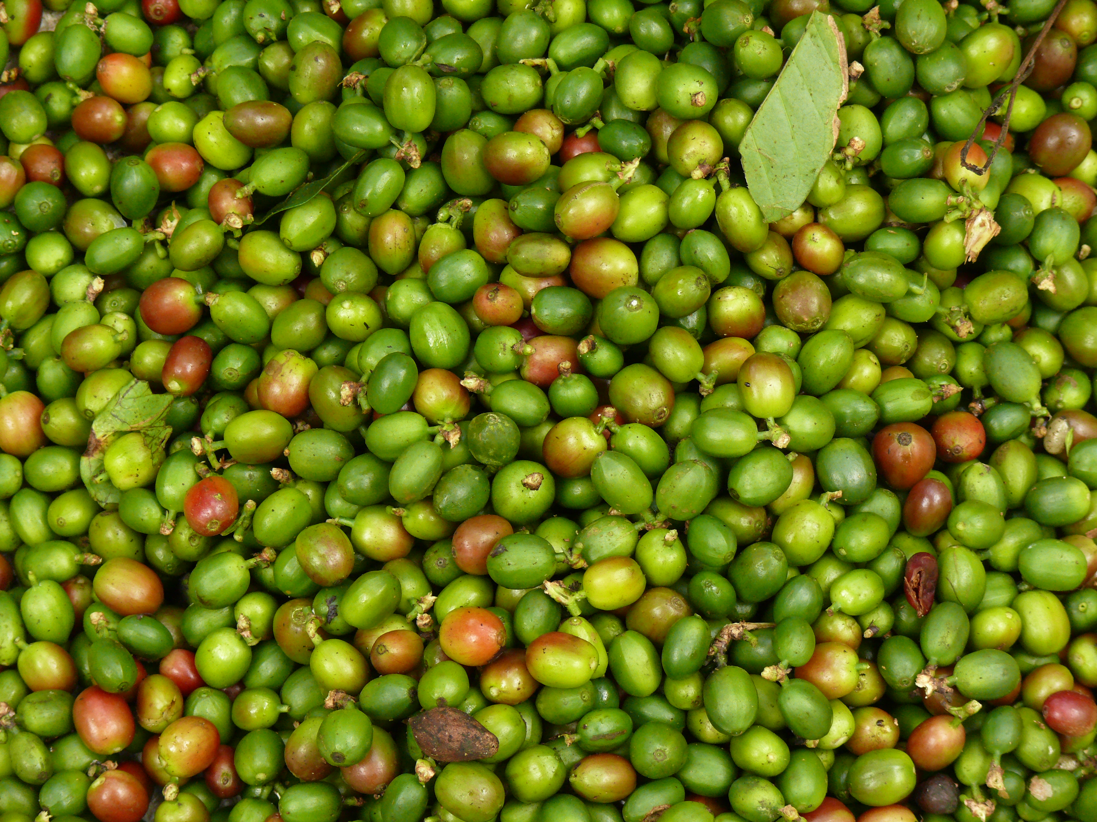 Coffee berries harvest in Anaimalai Hills, Southern Western Ghats P1110955