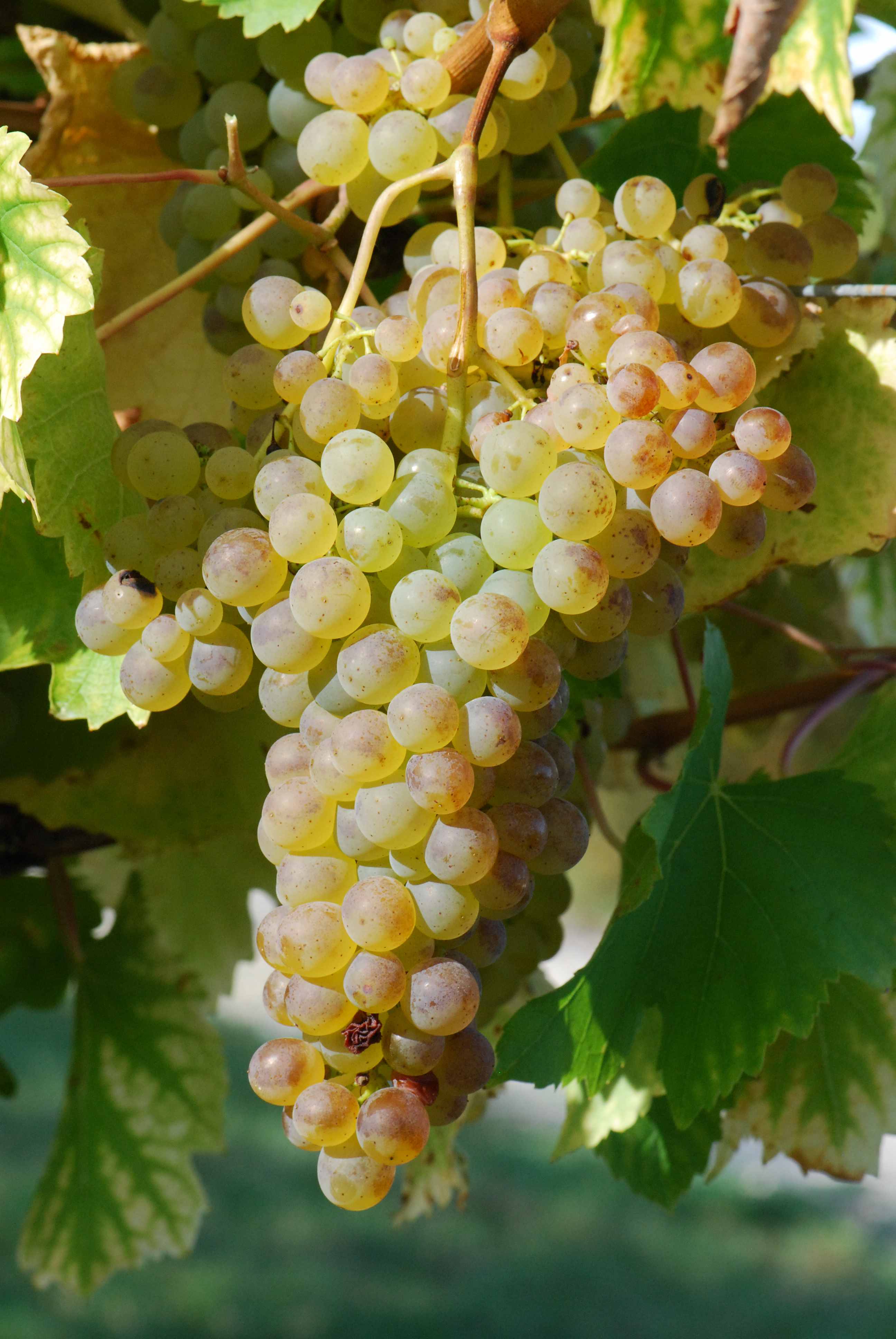 Colombard raisin