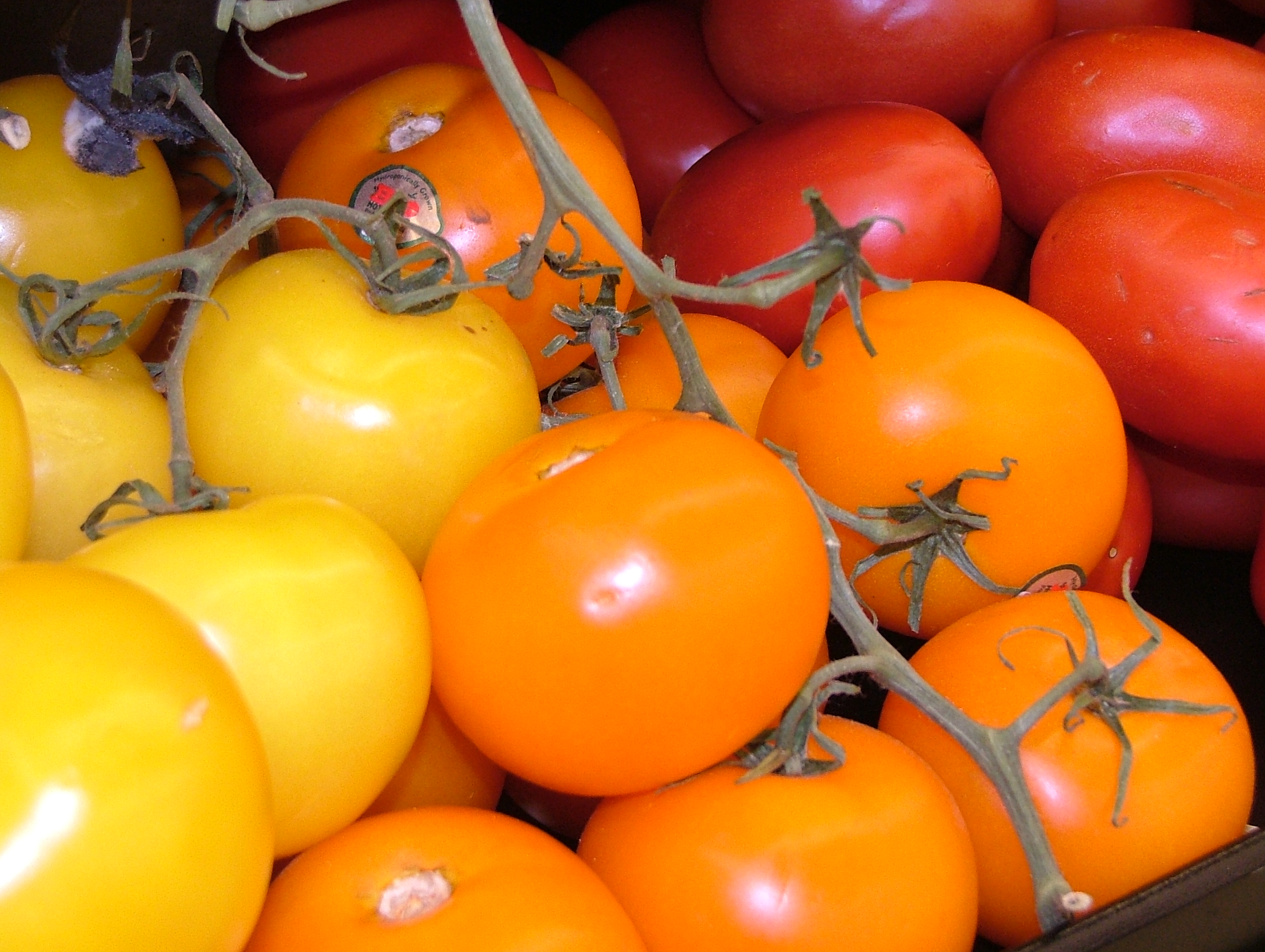 Colorful Red and Yellow Tomatoes 2816px