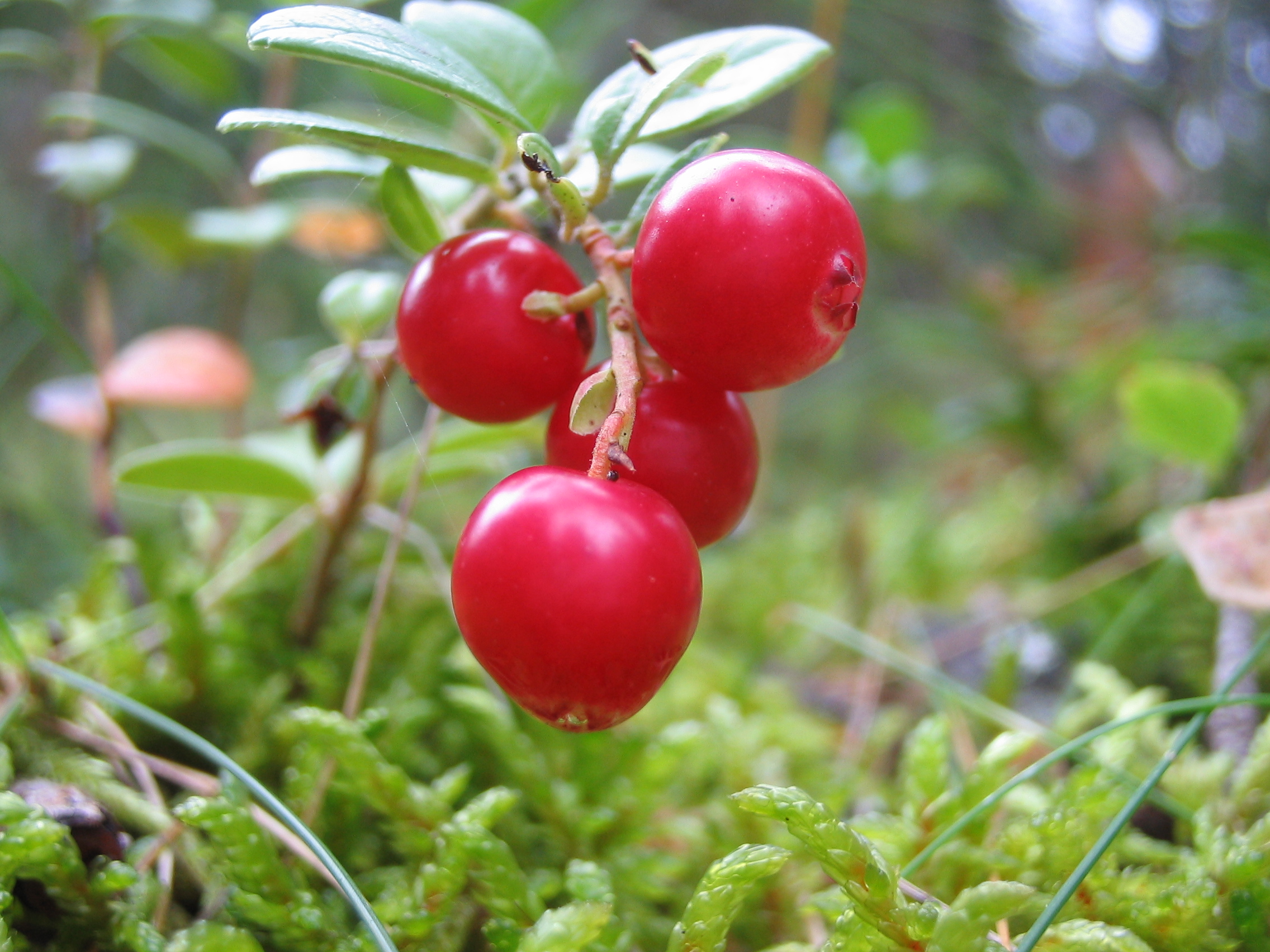 Cowberry
